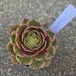 アエオニウム　バンケット