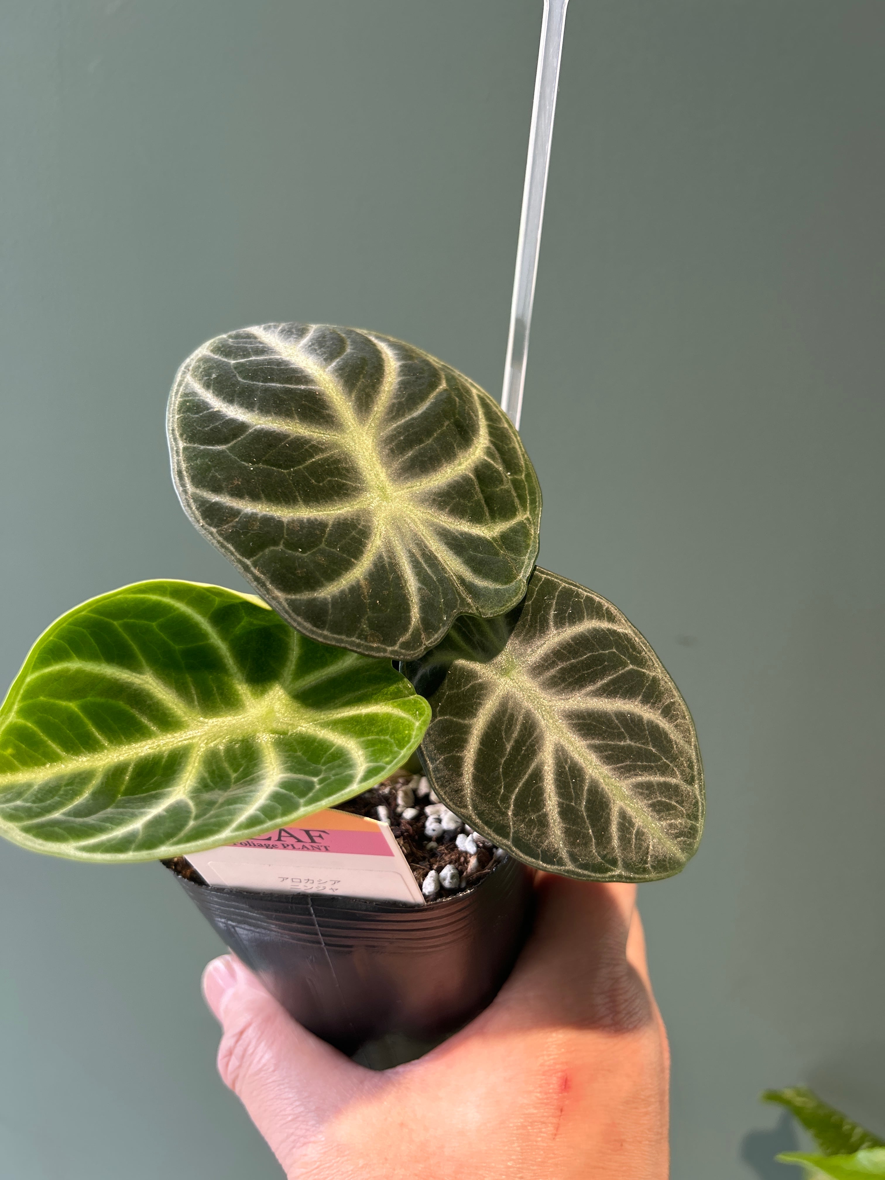 アロカシア ニンジャ3号 | 植物との暮らし apricot
