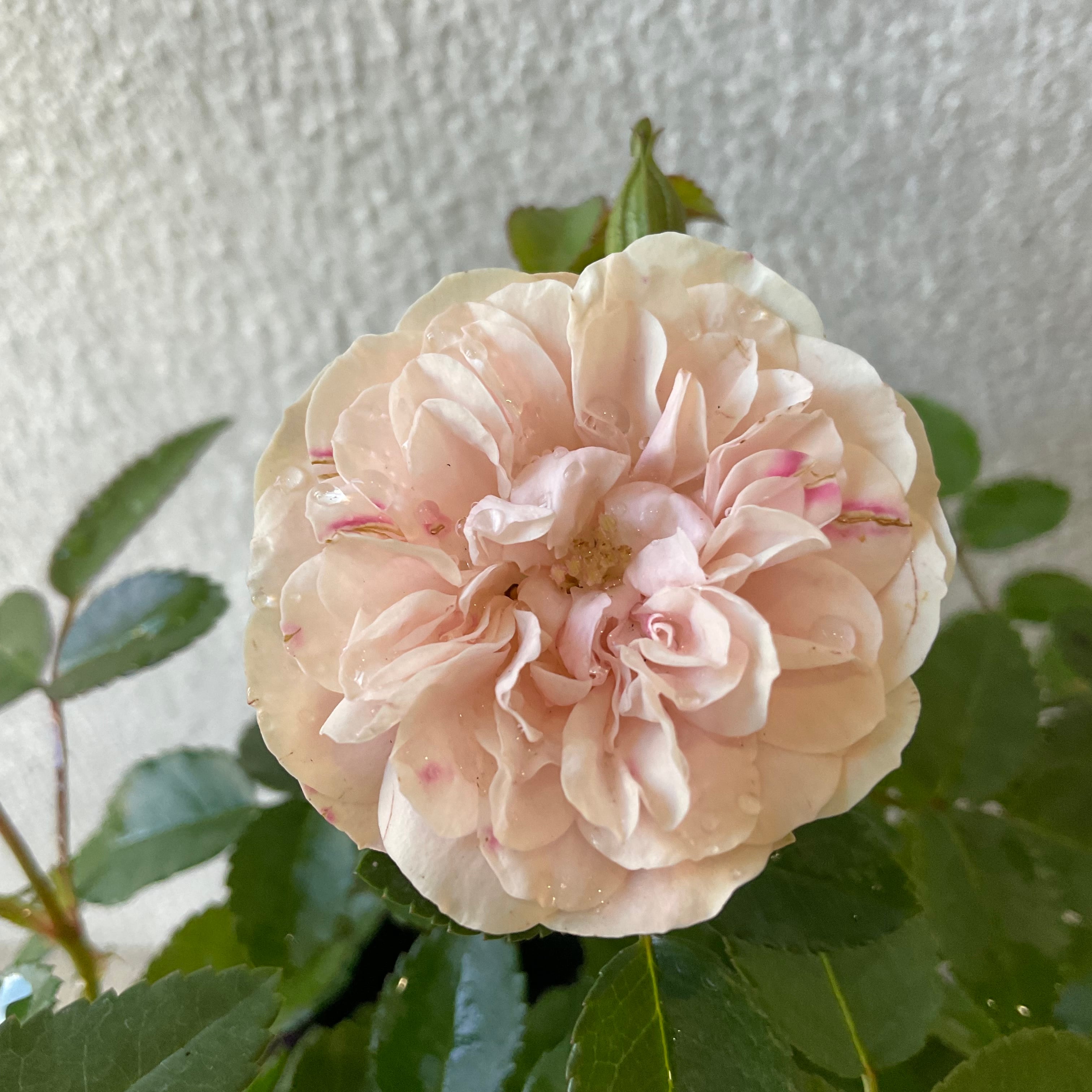 ミニバラ グリーンアイス 3寸ポット | 橋本種苗園 