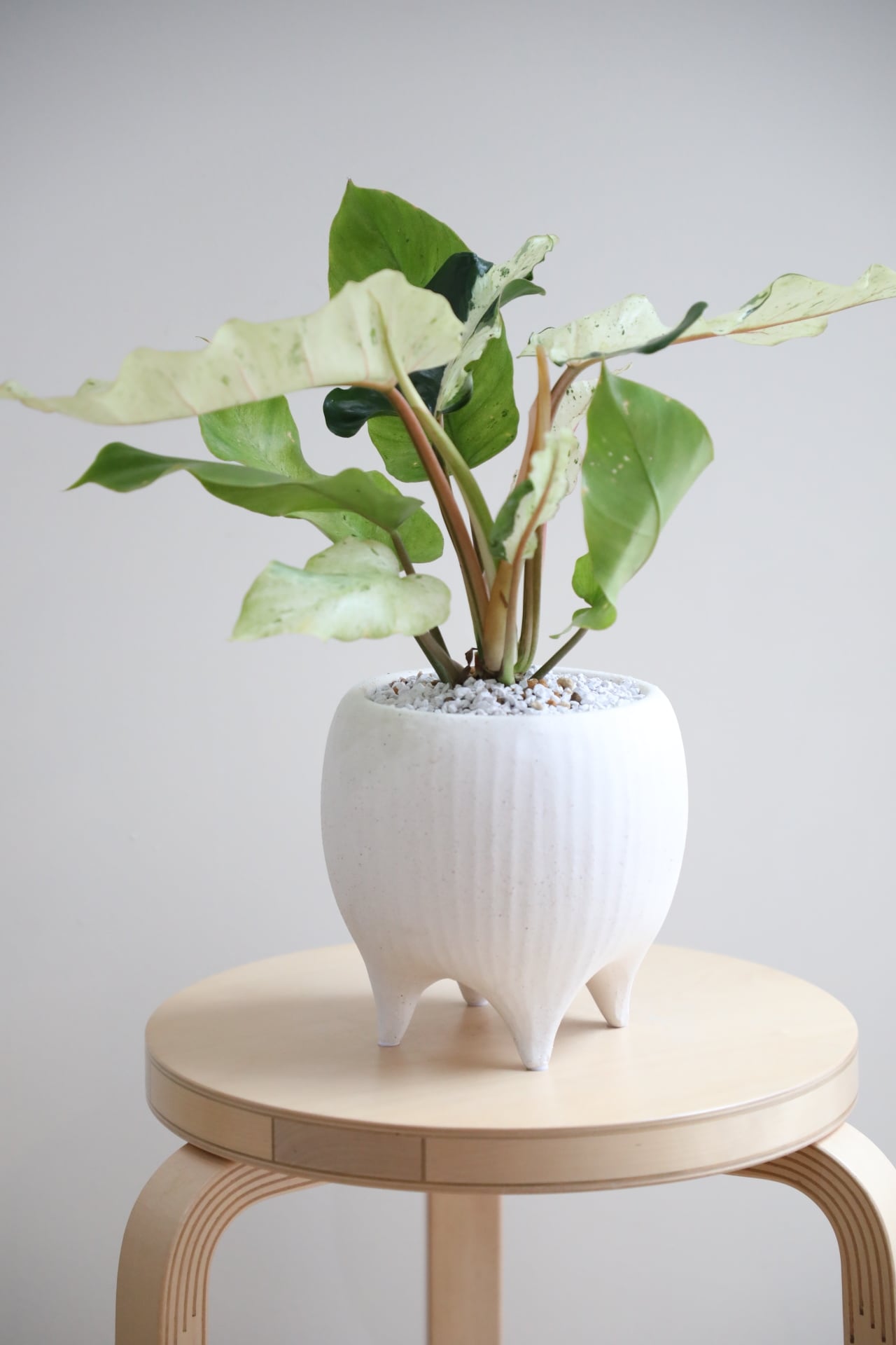M】フィロデンドロン スノードリフト/Philodendron | 【厳選植物・器