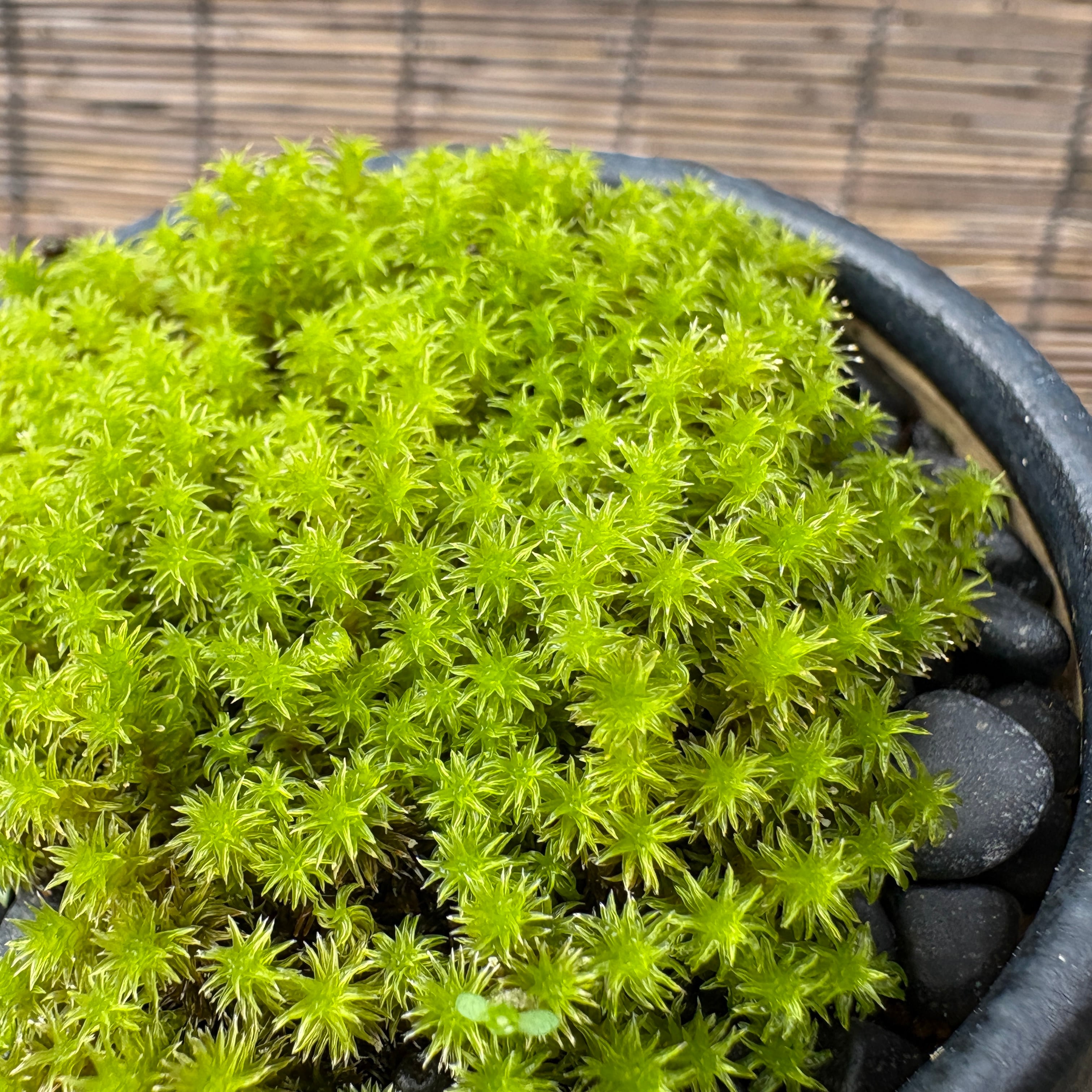 スナゴケの苔盆栽◇道草オリジナル信楽焼き器入り | 苔テラリウム専門