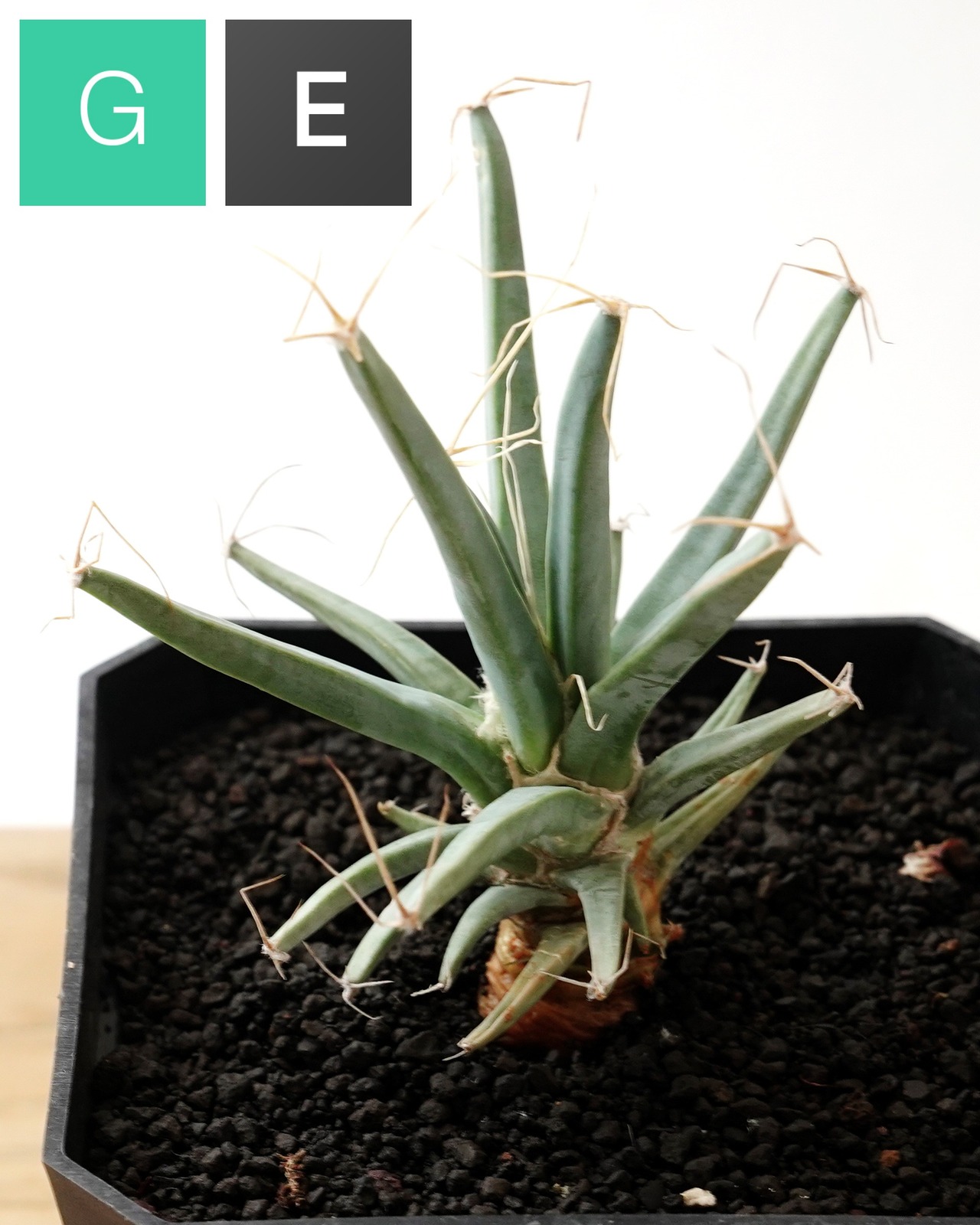 発根済カット苗 レウクテンベルギア 晃山 M Leuchtenbergia principis