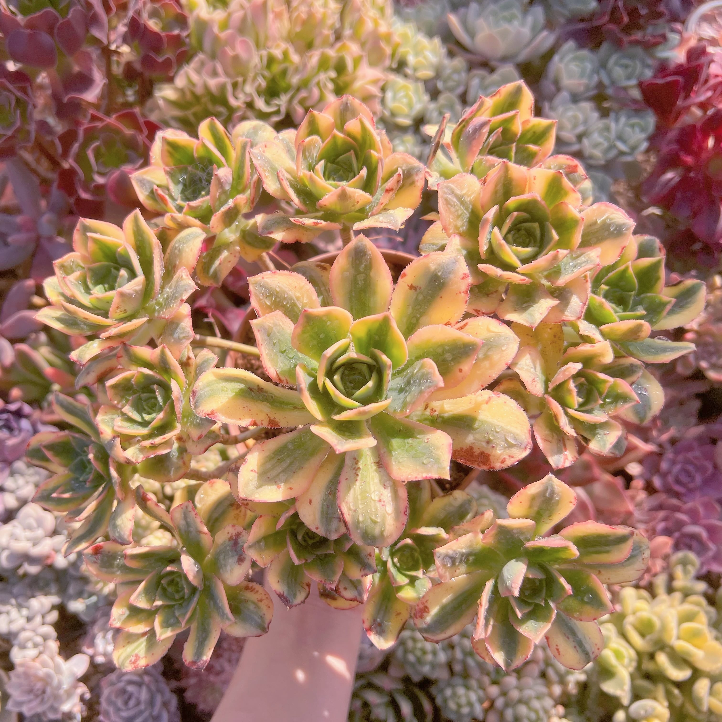 現品　サンバースト#201　特特大群生　新入荷　るる農園