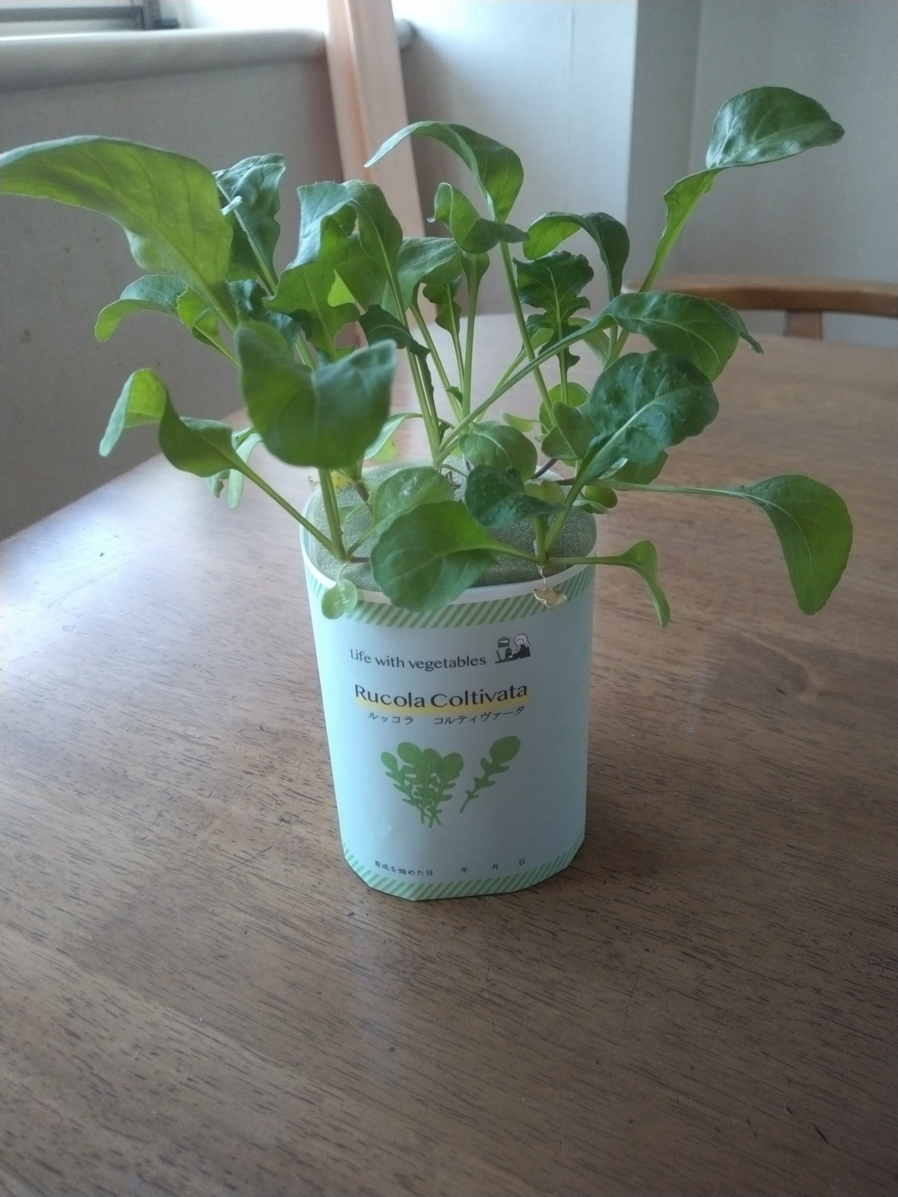 水耕栽培キット ルッコラ かいぬま農園