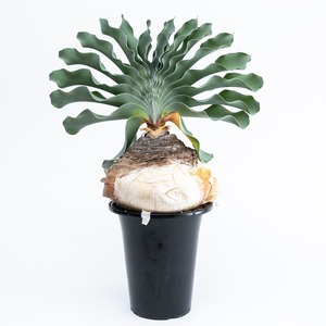 【新着】Boophane haemanthoides【極上なウェーブ葉】ブーファン ハエマンソイデス