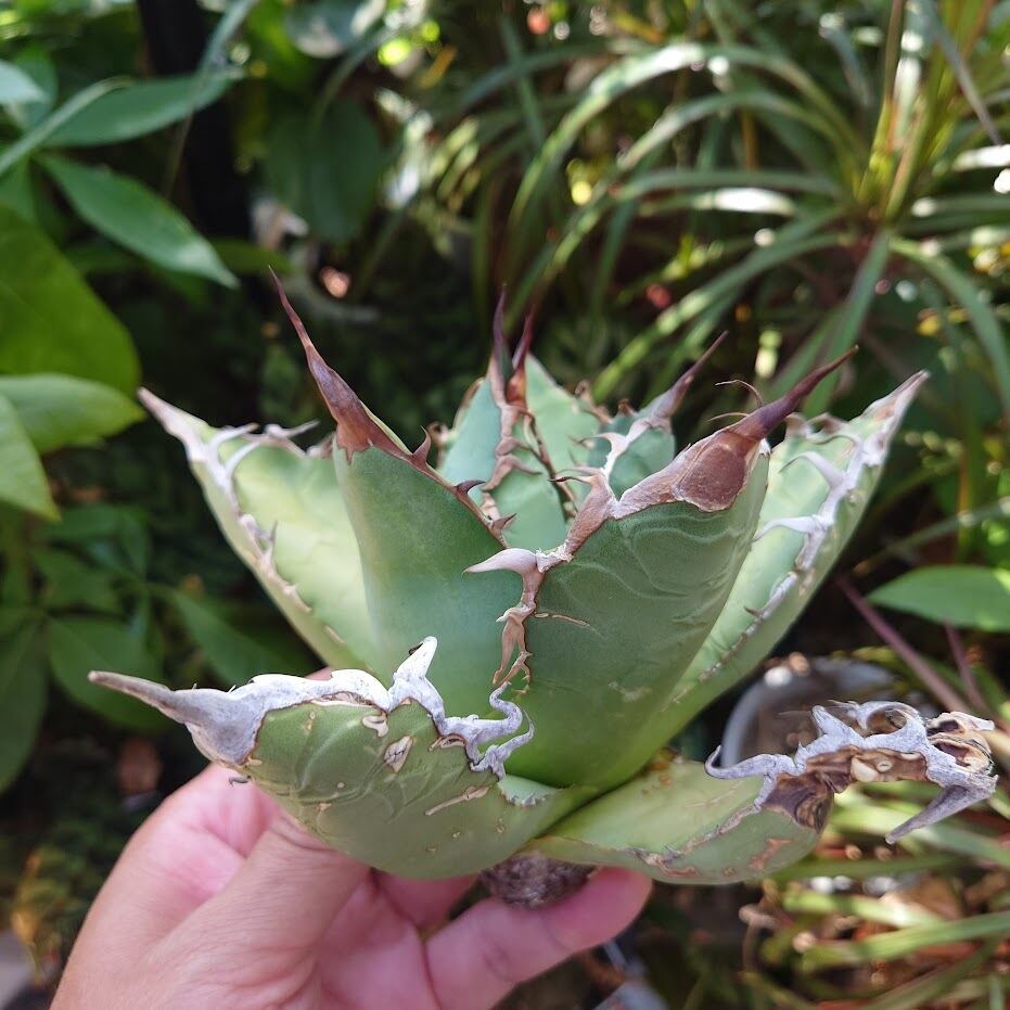アガベ チタノタ オアハカ Agave titanota Oaxaca 11 | 多肉植物