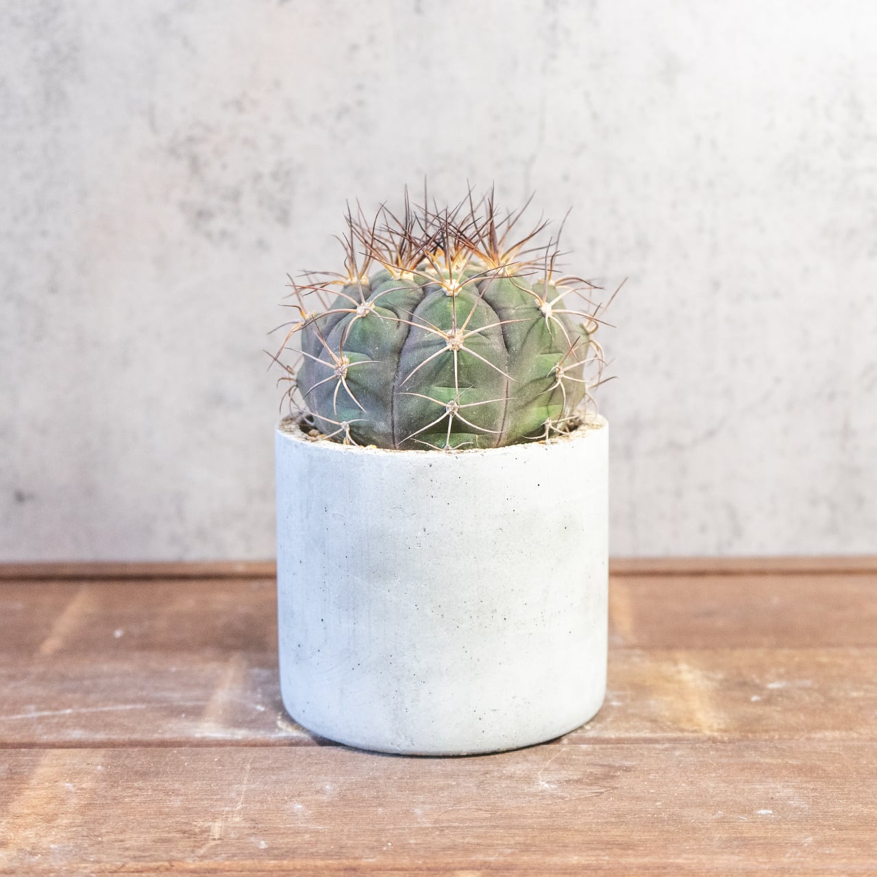 サボテン 尾形丸(Φ11㎝) 緑から紫へと変化する玉虫色の色彩が美しい 厳選仕入れの良型株 観葉植物 インテリア【全国一律送料850円】