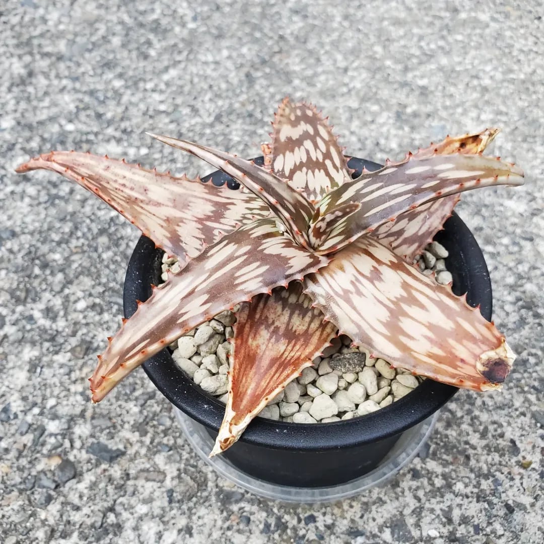 F00471_Aloe peckii x hemmingii（ROURUSANCO）：アロエ・ハイブリッド