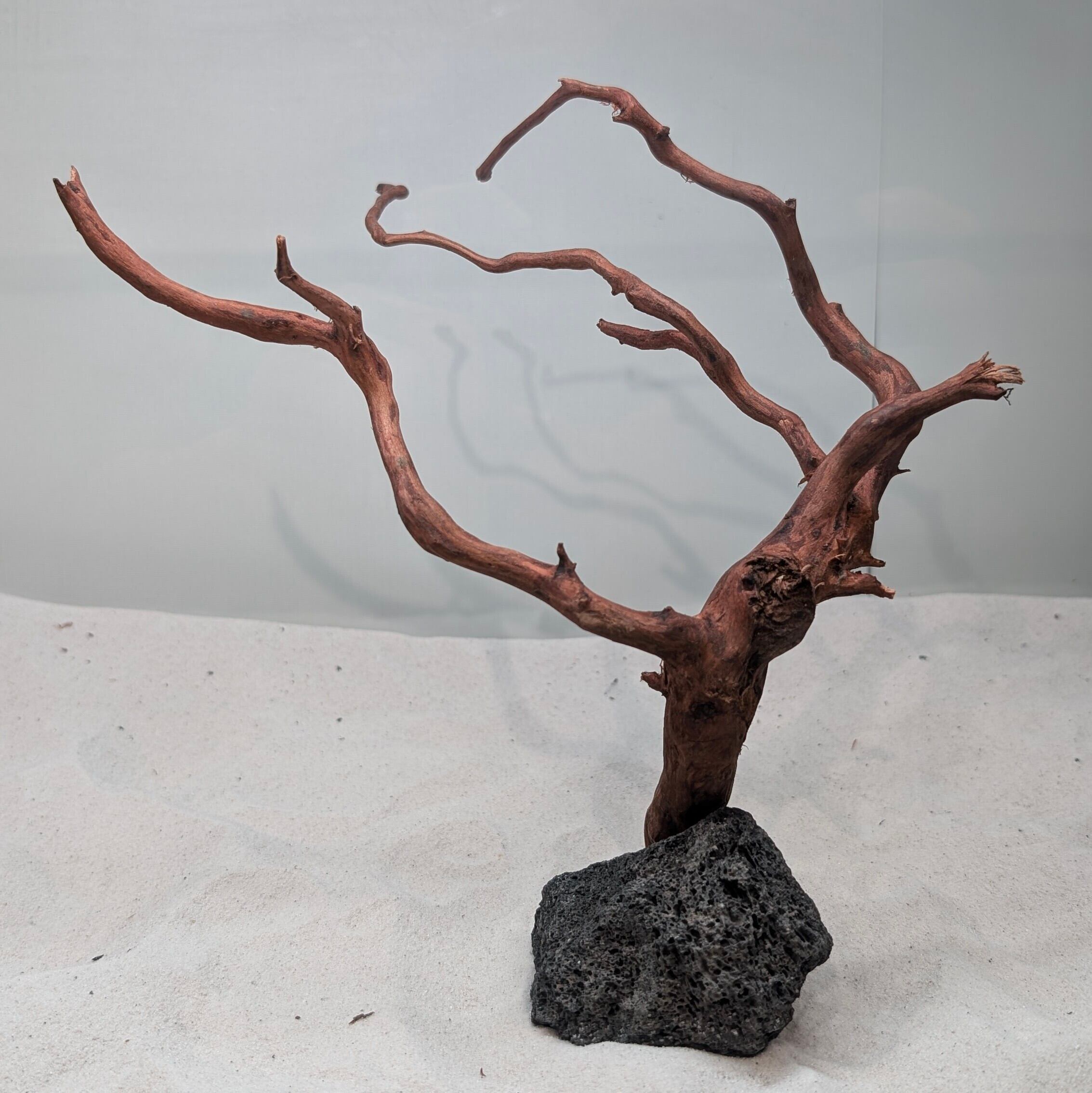 スマトラブランチウッド【SBC088】流木 アクアリウム 水槽 熱帯魚