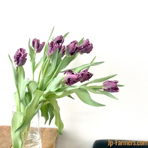 魅惑的！ダーク紫のパーロット咲きチューリップ　ミステリアスパーロット　10本