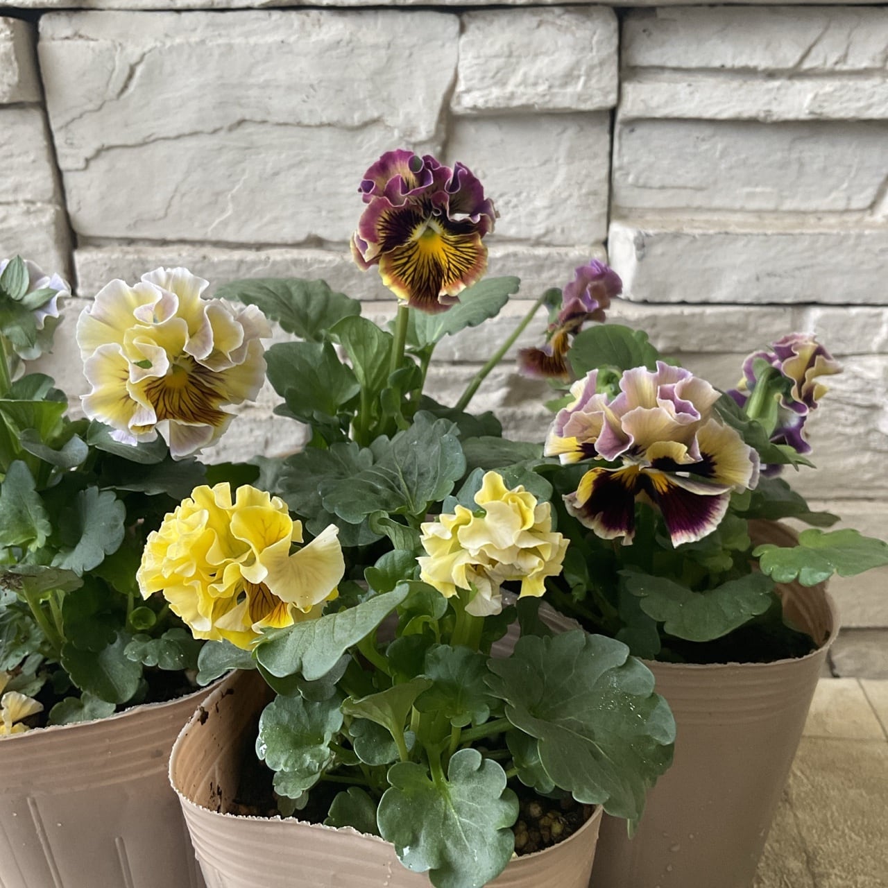 マーガレット サクラスフレ 3.5寸ポット | 橋本種苗園