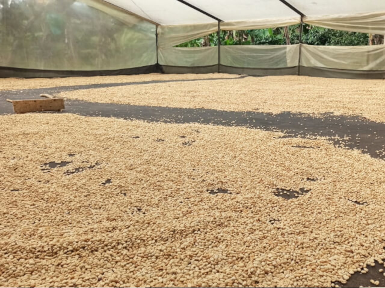 150g コロンビア ウイラ テラ・ヴェルデ ジャバ