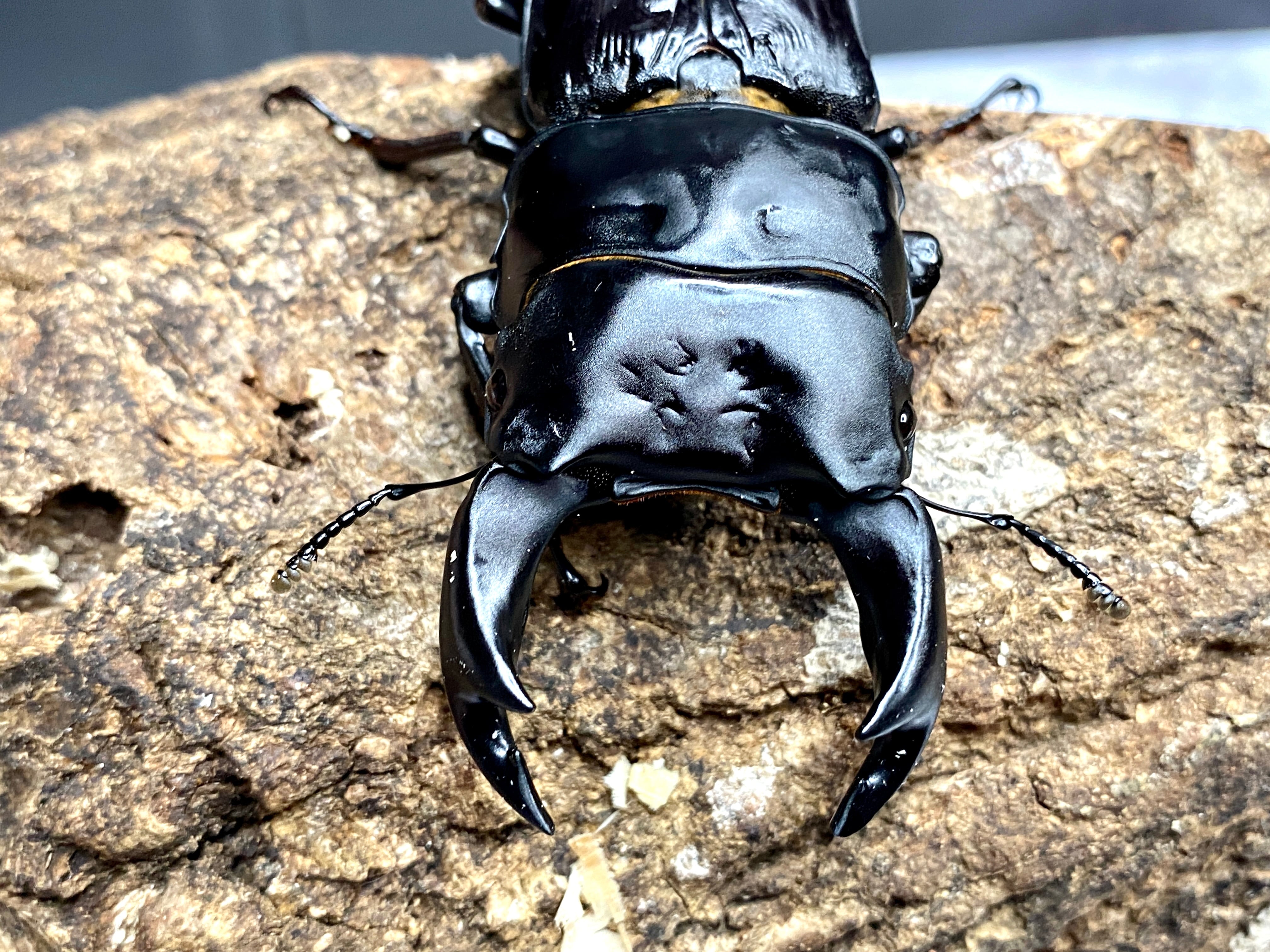 国産、外国産オオクワガタ福袋4血統