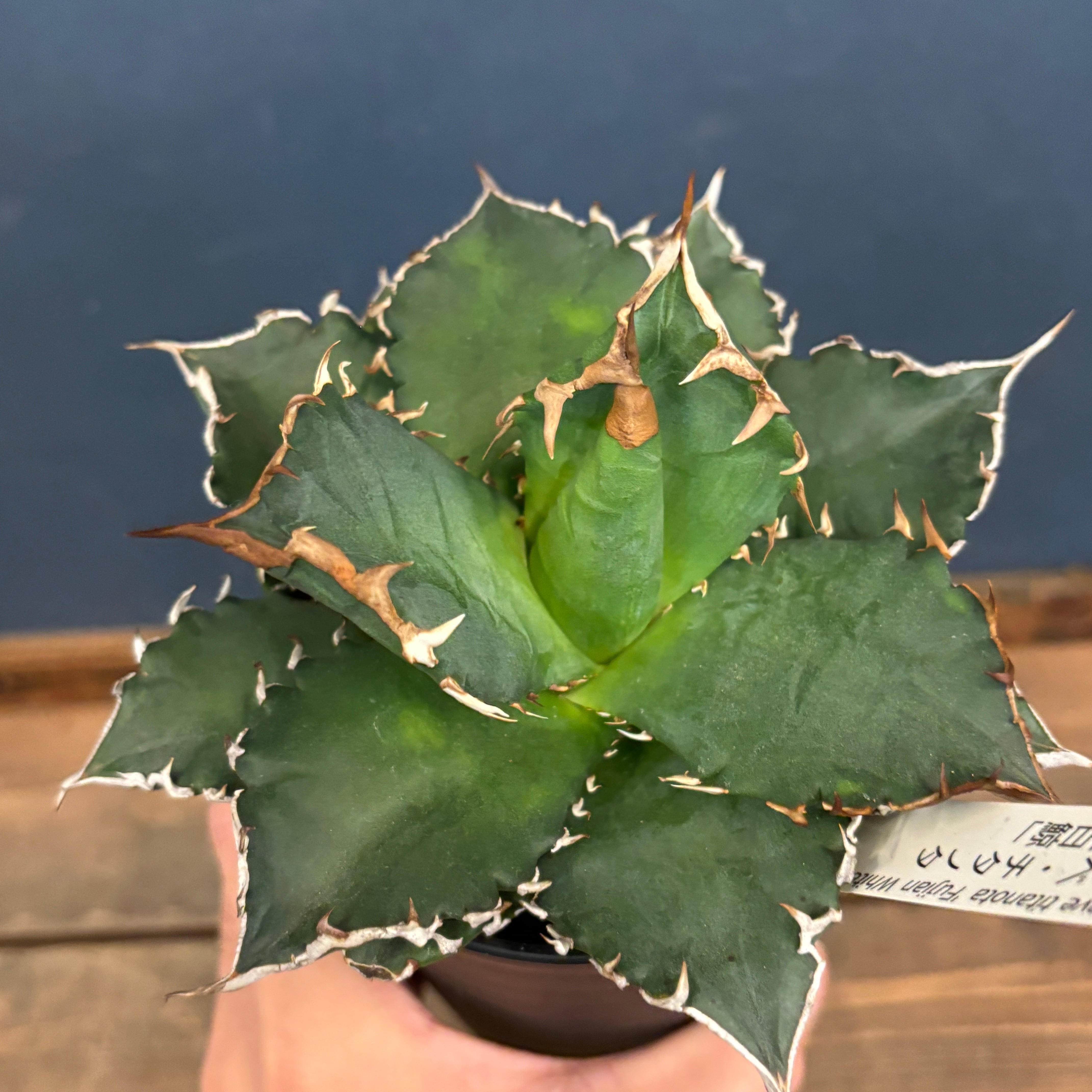 アガベ チタノタ 福建白鯨(狂刺夕映)【1044】 | PROTOLEAF プロトリーフ