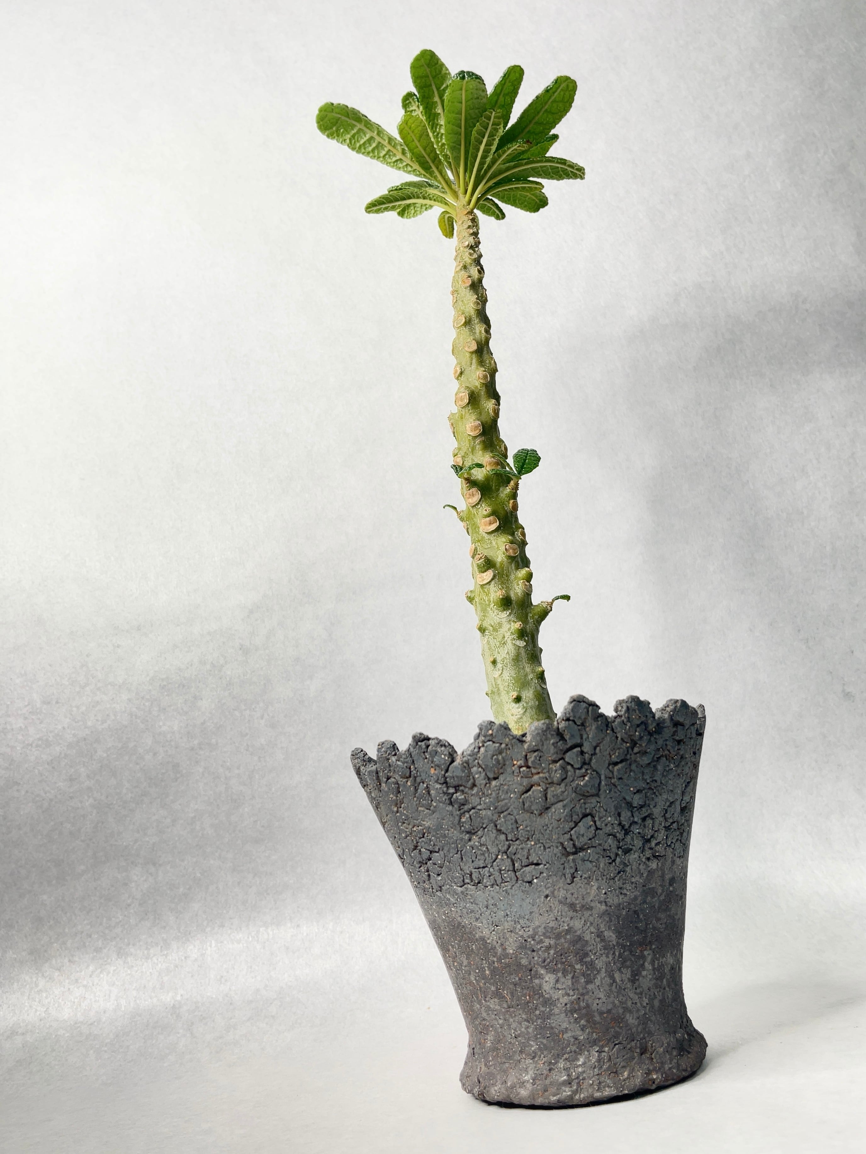 もも　ドルステニア　ギガス ドルステニア ギガス033 Dorstenia gigas | Sunny Branch