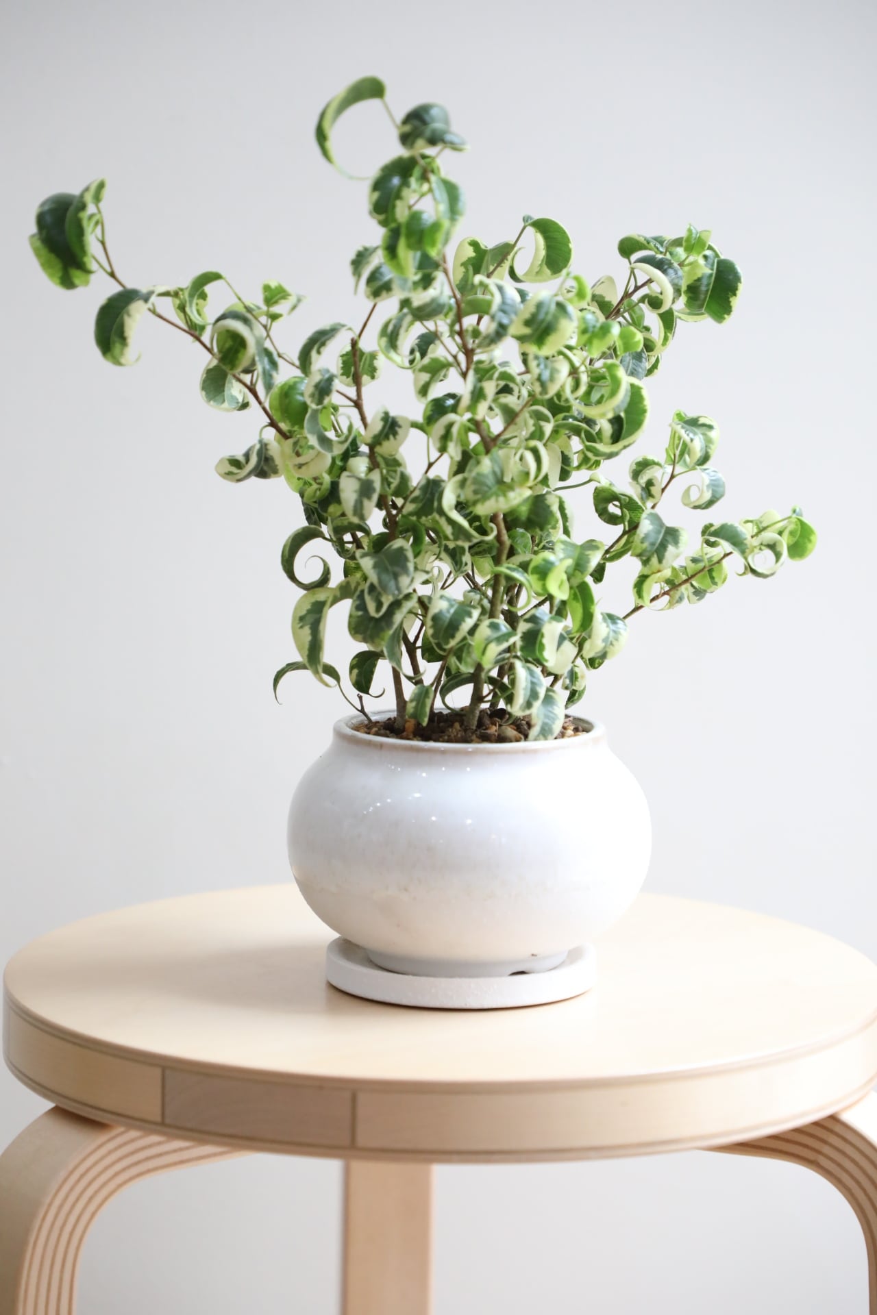 『創』 ベンジャミン◦シタシオン♪ 146cm 曲がりフォルム♪ S】フィカス ベンジャミン シタシオン/Ficus | 【厳選植物・器】MIDORI