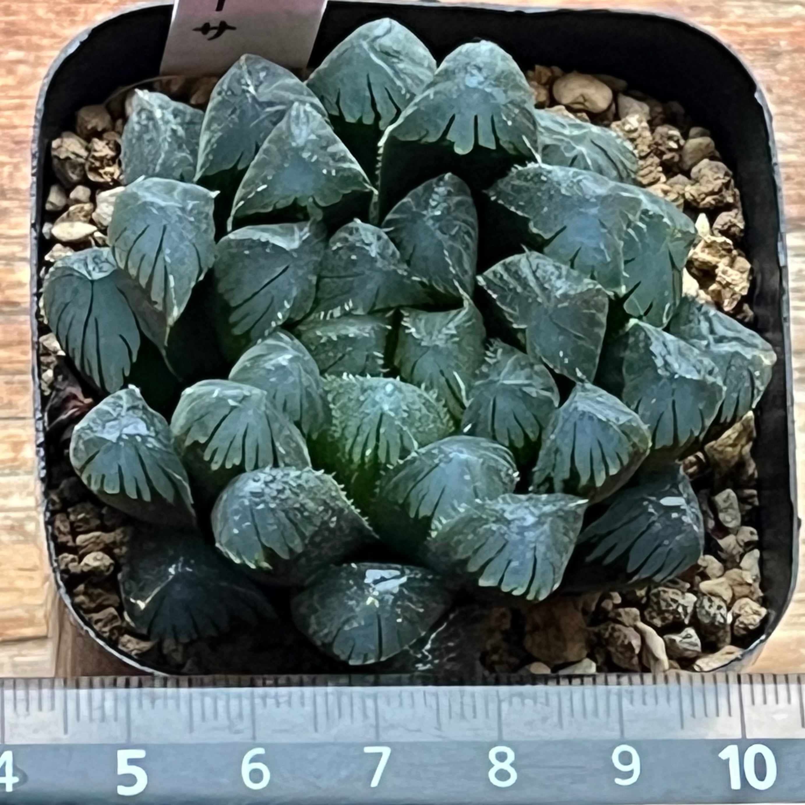 ハオルチア オブツーサ 魔王 | mocono_plants
