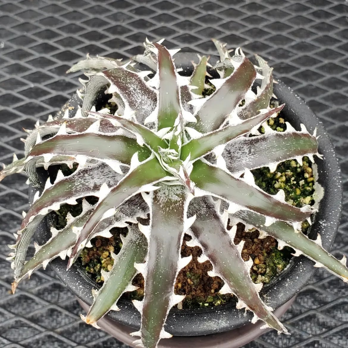 Dyckia（ディッキア） | レアプランツ通販サイトPlants Maniax