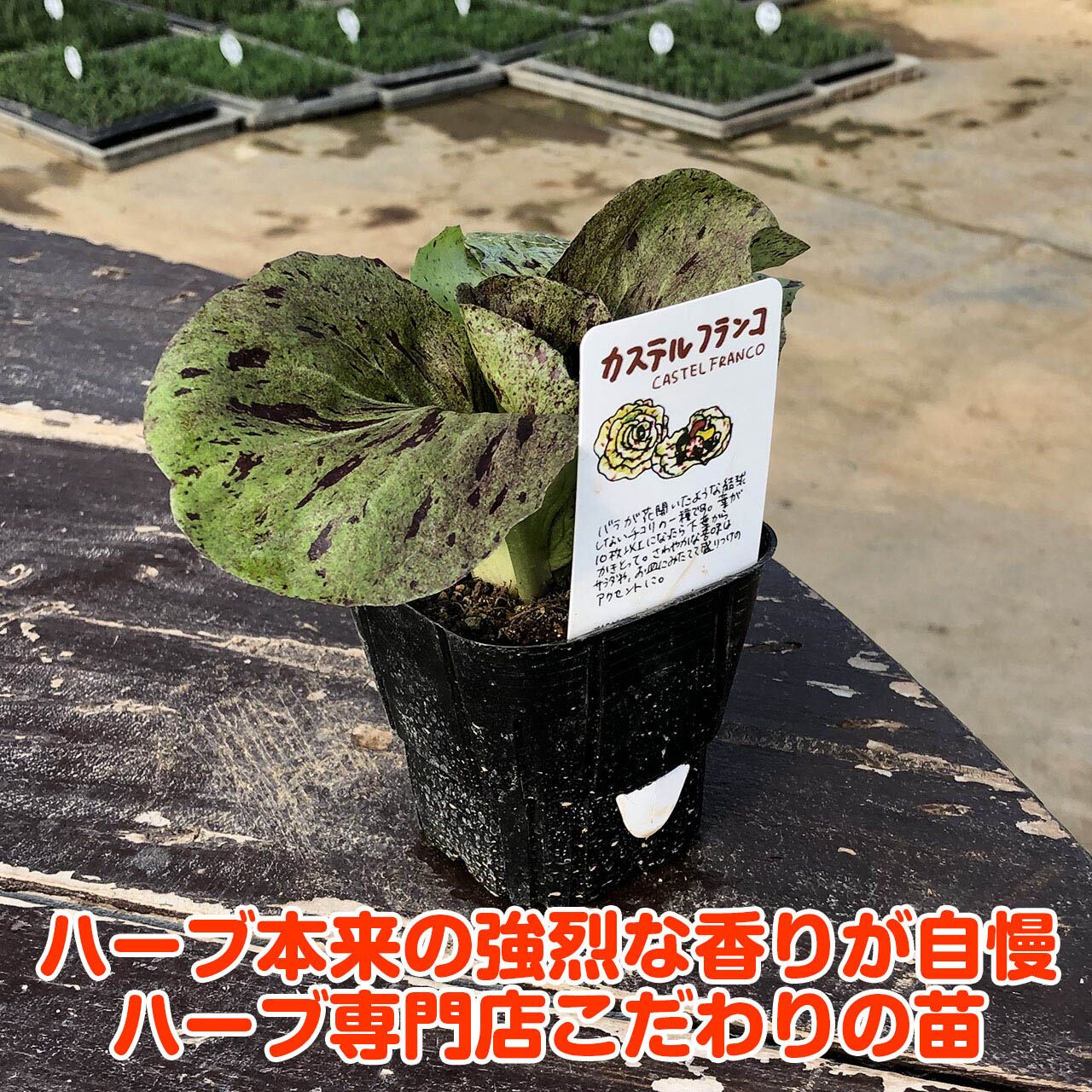 チコリ　カステルフランコ　苗5株 野菜 苗 カステルフランコ | ハーブ苗のポタジェガーデン 本店