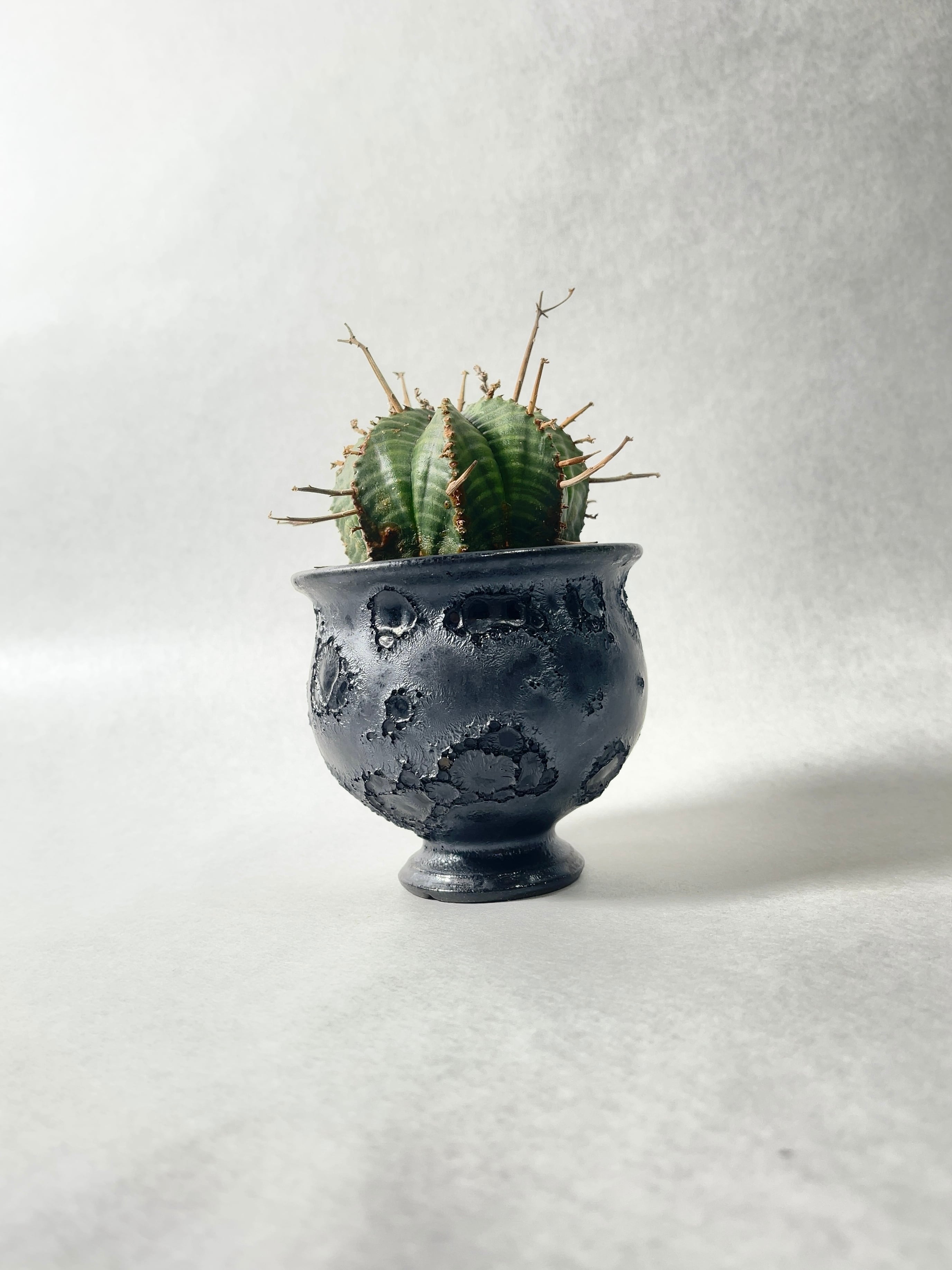 【SRL鉢付き】ユーフォルビア・スーパーバリダ ユーフォルビア・スーパーバリダ | trigger