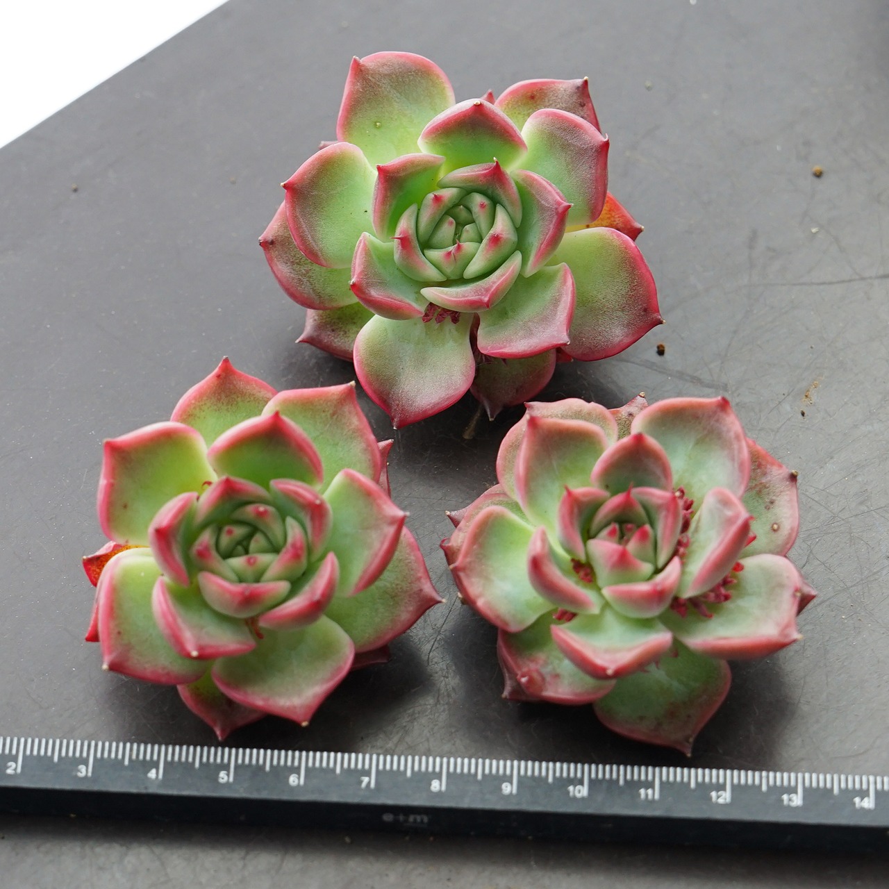 抜き苗 フロリディティ 標準サイズ Echeveria 'Floridity'