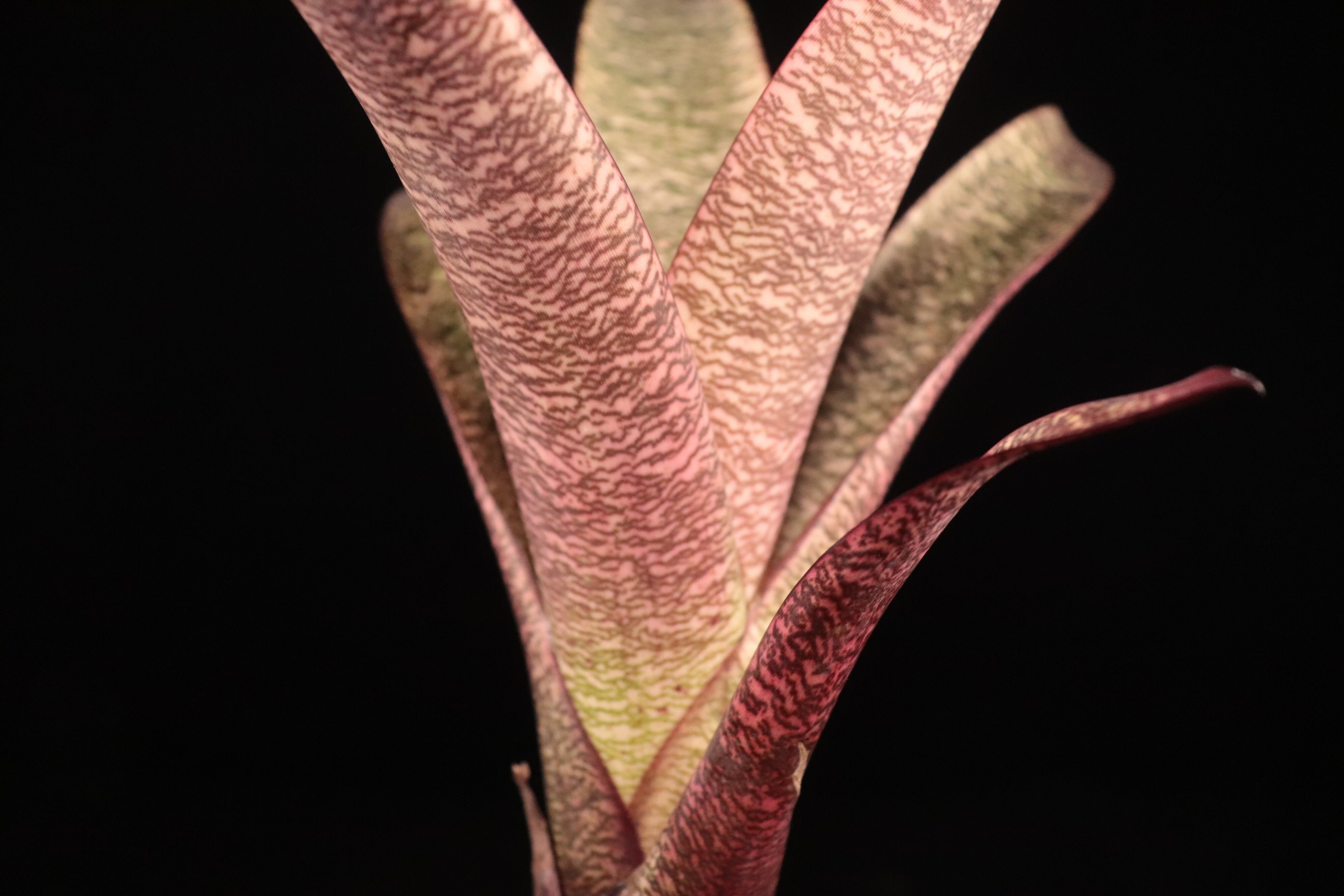 reserved】Vriesea 'Ice Snow Berries'〔フリーセア〕現品発送V131