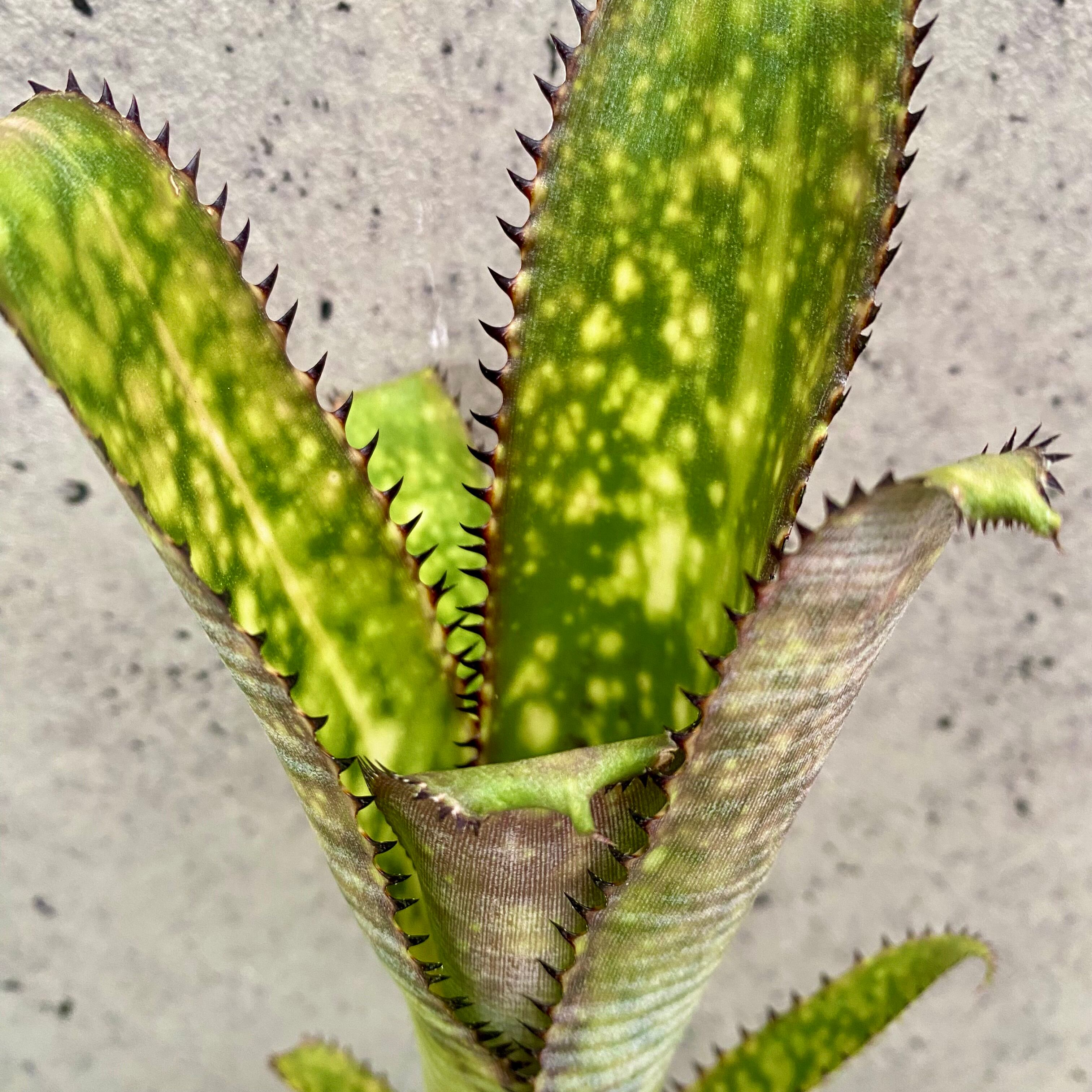 タンクブロメリア ビルベルギア 『Kolan Offspring』