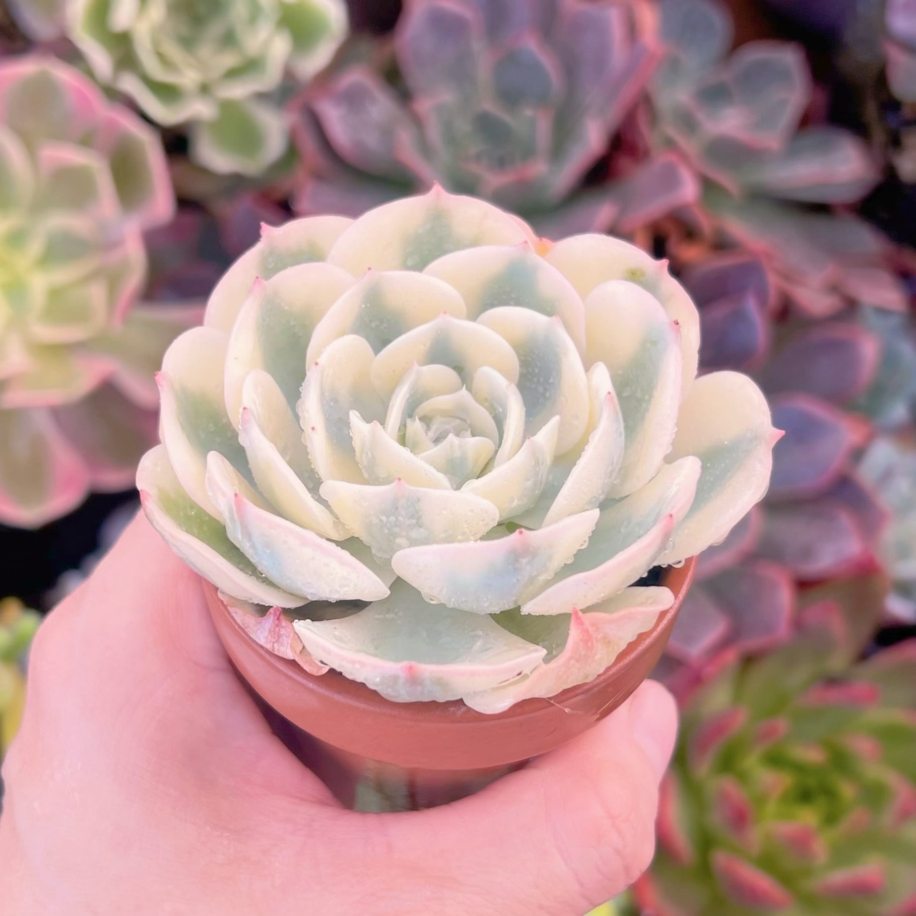 多肉植物　ルノーディン　新入荷　るる農園