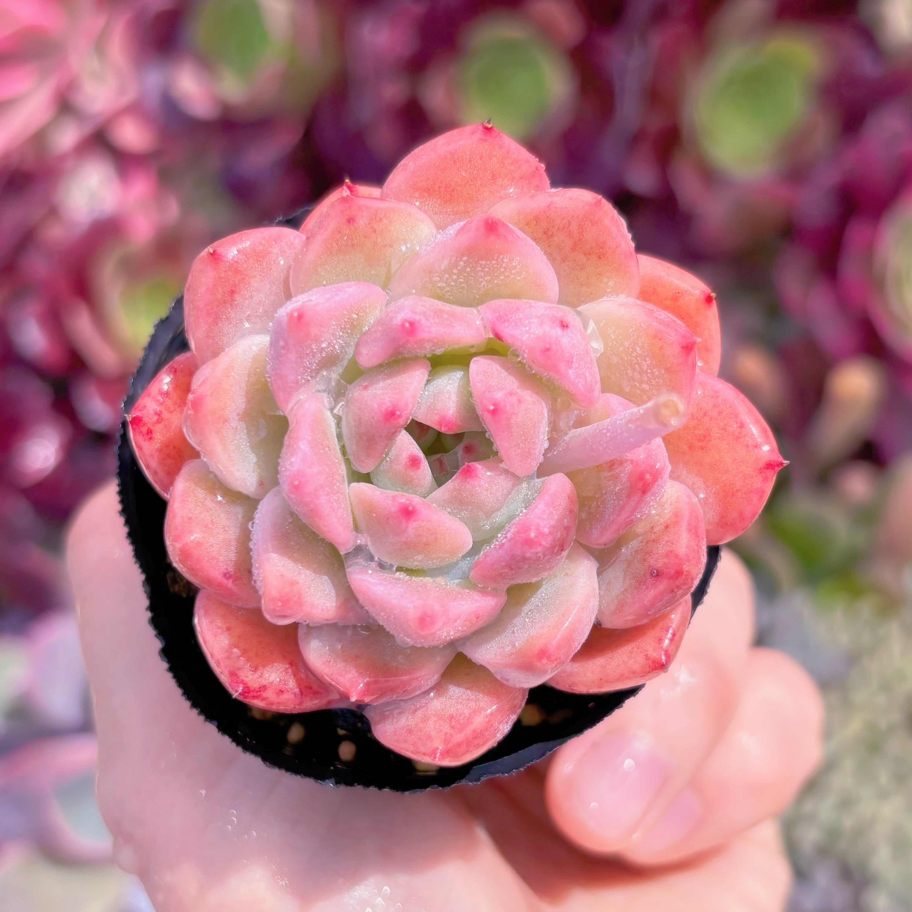 現品　玉環#2226　古株　るる農園