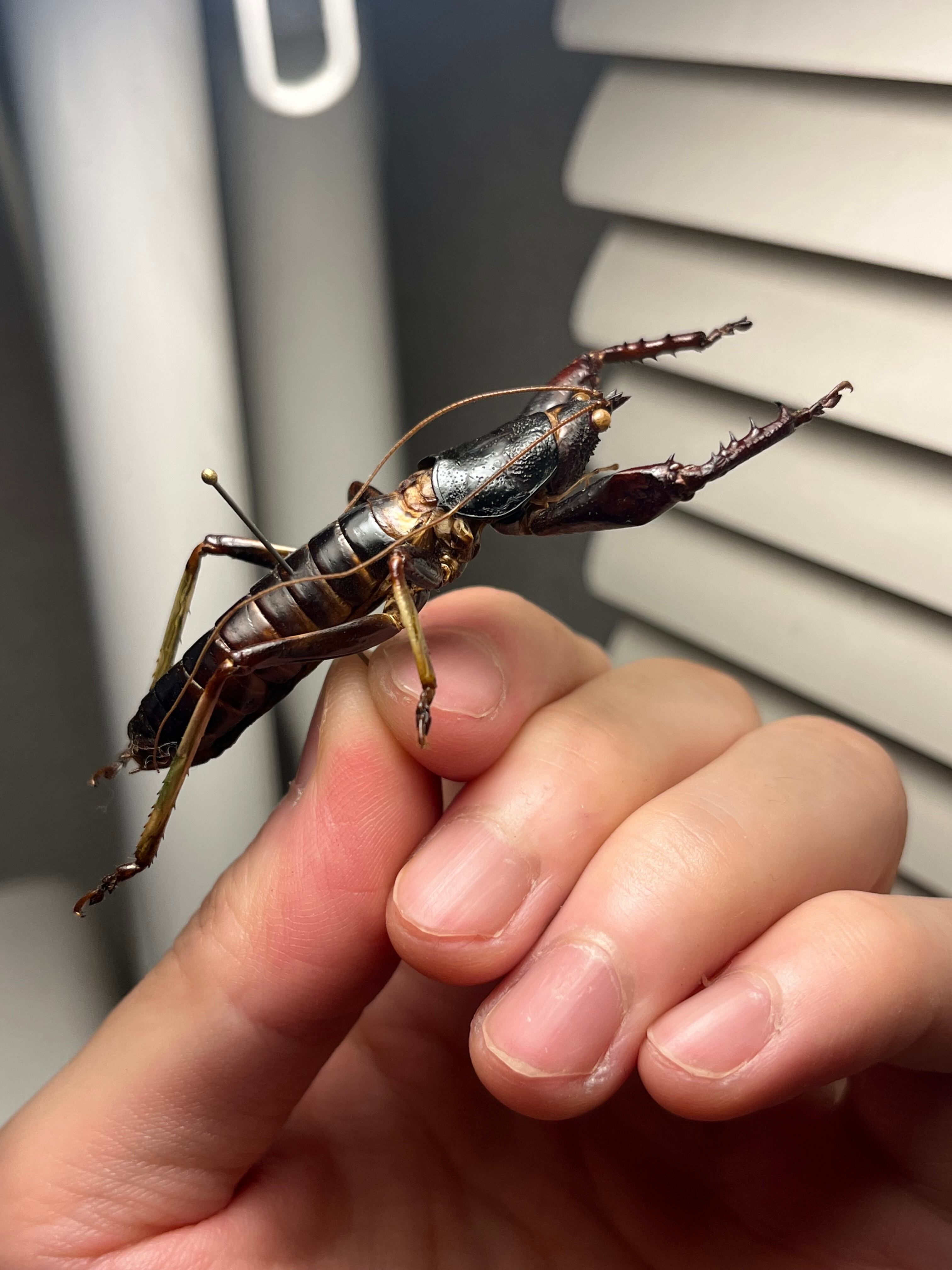 【53mm♂】マッチョキリギリス コロギス リオック　昆虫標本 53mm♂】マッチョキリギリス コロギス リオック ロブスターキリギリス