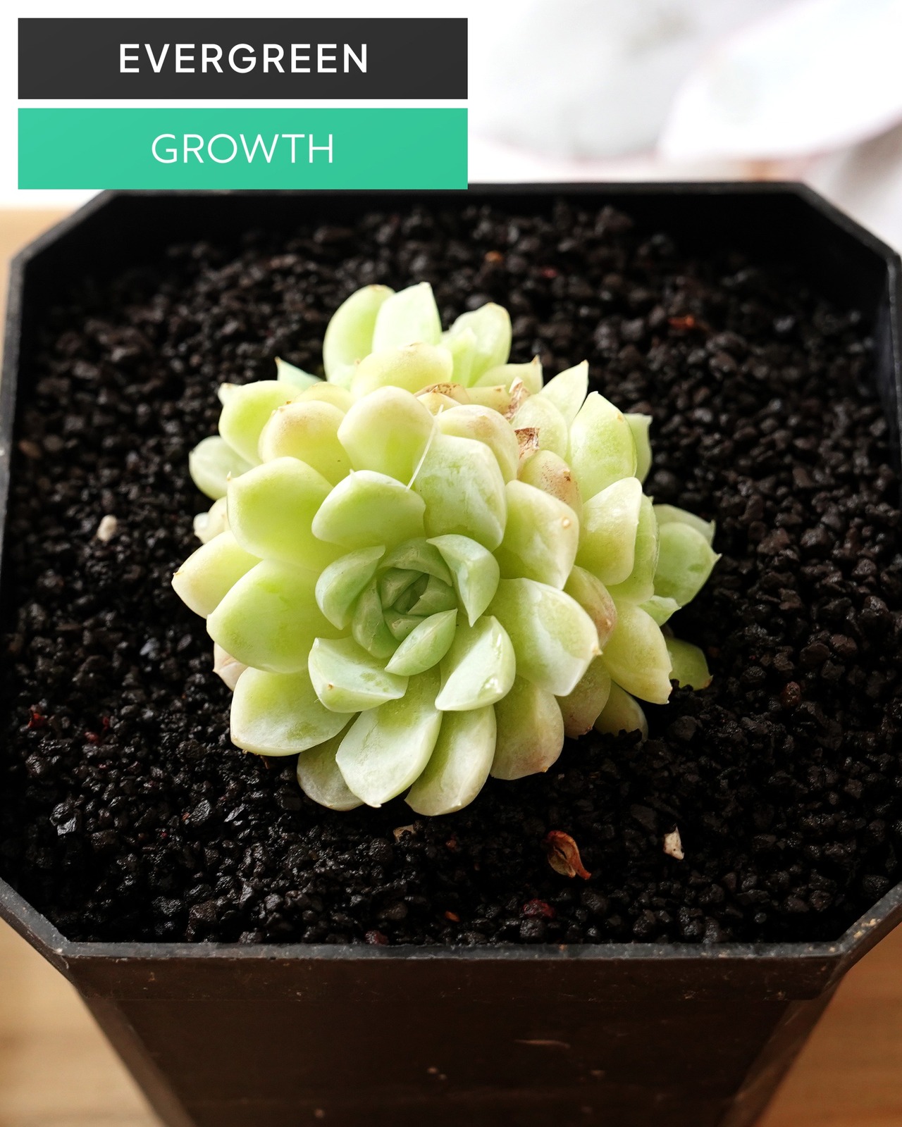 一部発根済カット苗 アルバ 3頭群生 Echeveria elegans 'Alba'