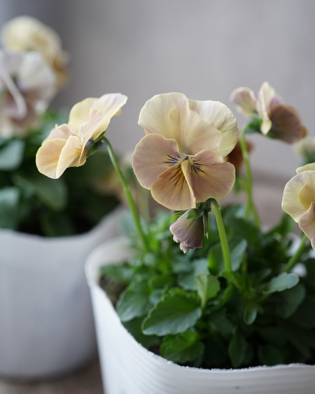 ビオラ　万葉菫　おぼろ月 3.5号