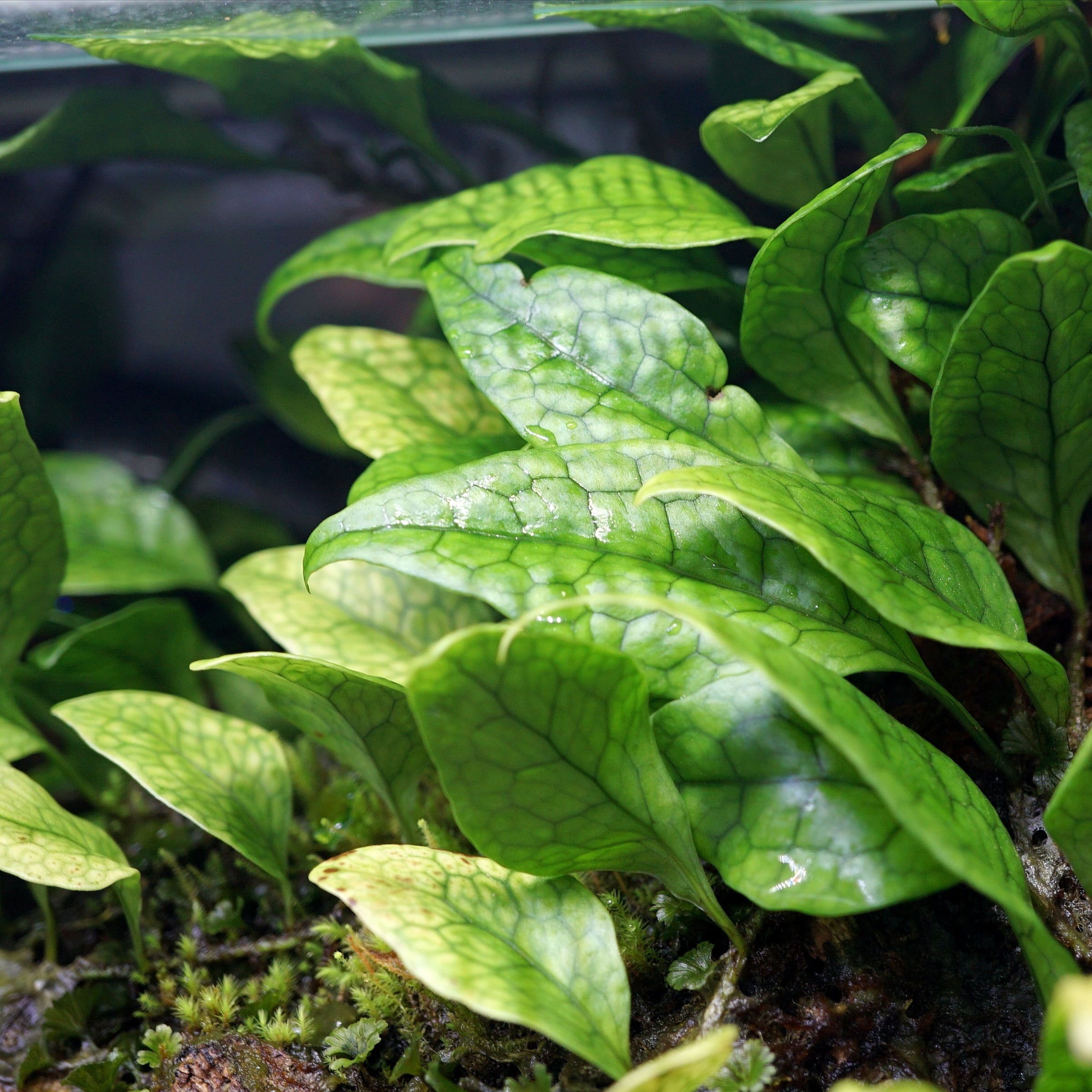 ミクロソリウムsp ティミカ Microsorum sp.Timika | ブルーゲッコー