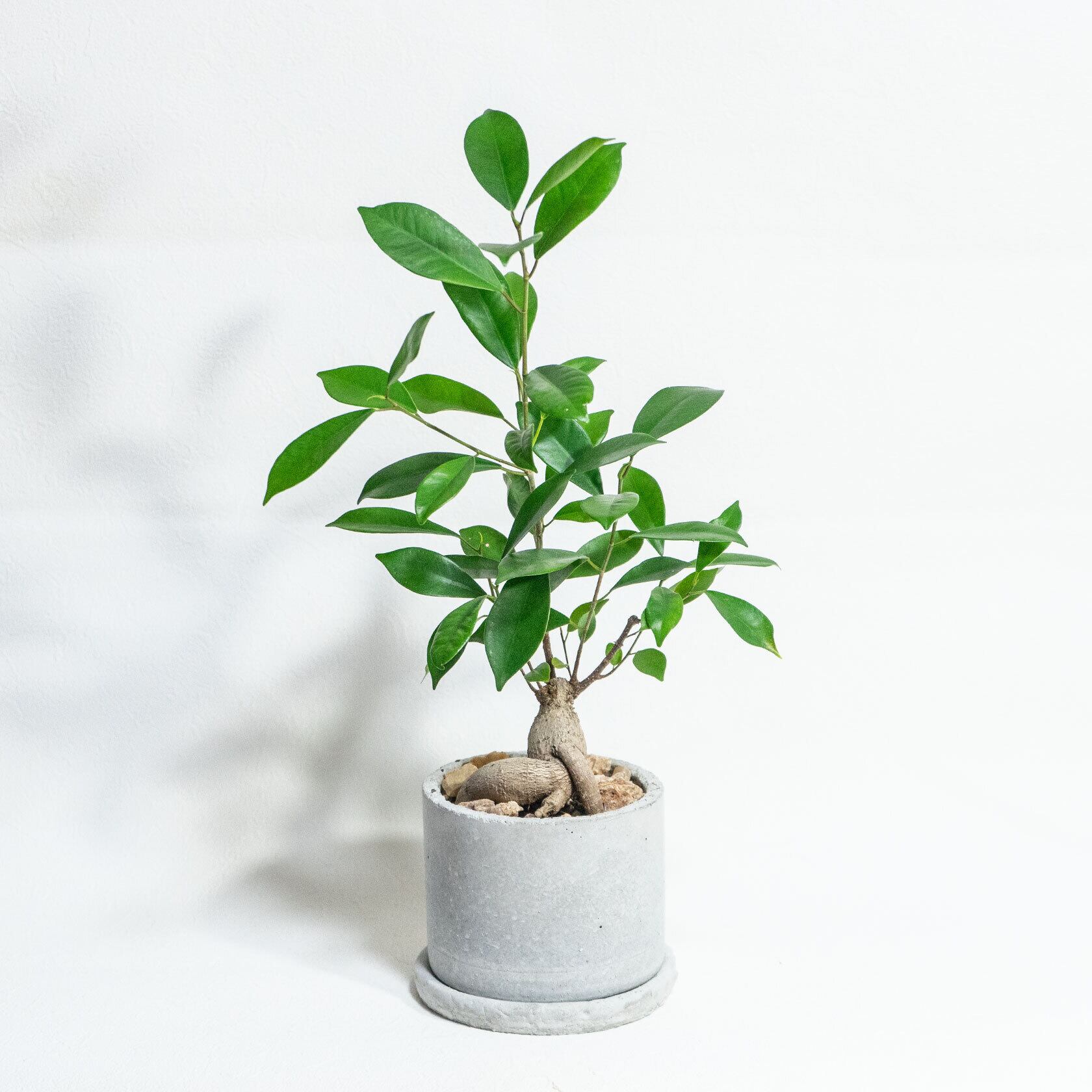 ≪ 観葉植物 ≫室内管理もオッケーなガジュマルの鉢植え｜ざらっとした風合いの手づくりモルタル鉢