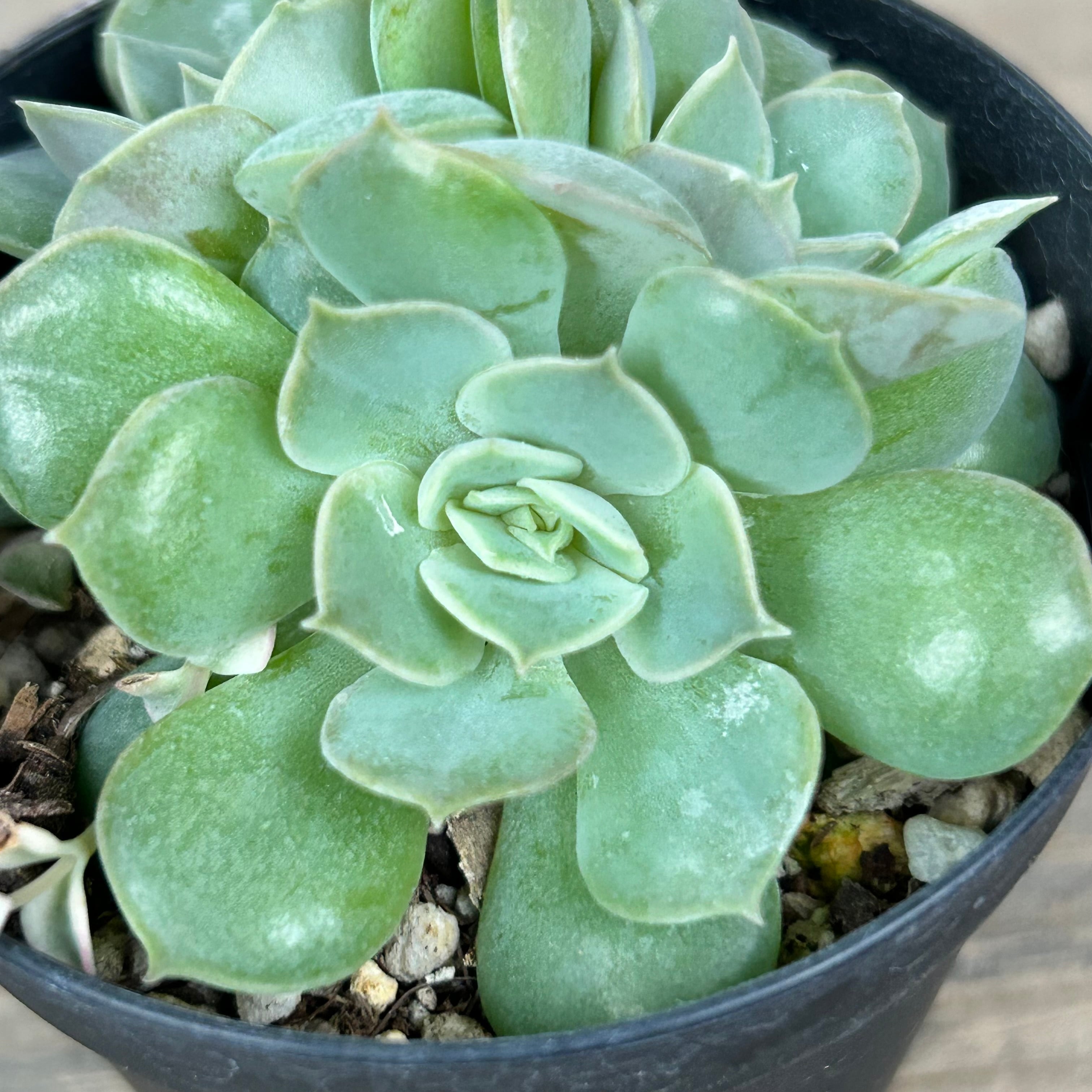 多肉植物 オウンスロー③ 抜き苗 韓国苗 エケベリア 【公式通販】