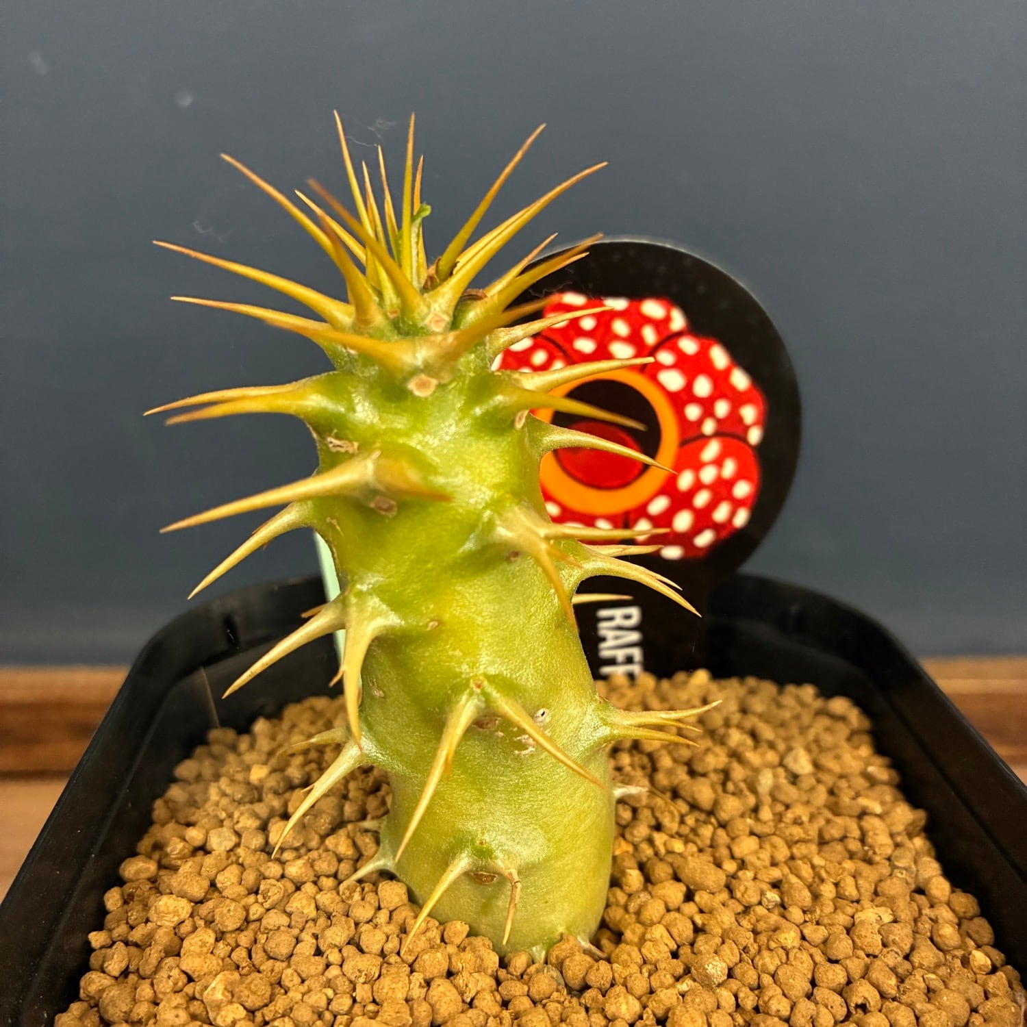新着3日限定10%OFF】パキポディウム アンボンゲンセ【625