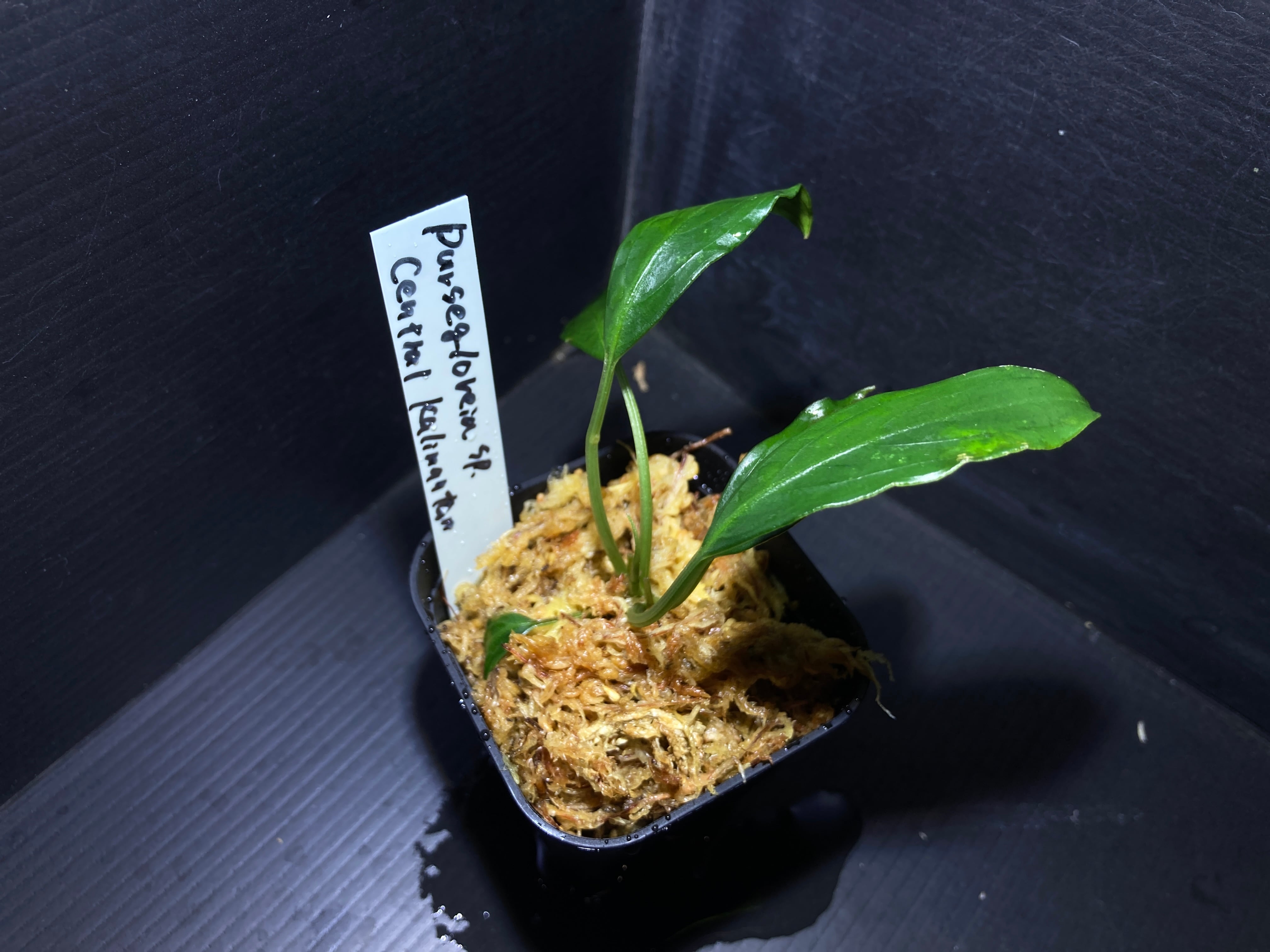 Pursegloveia sp. Central Kalimantan【2025年12月入荷 リオ便】③