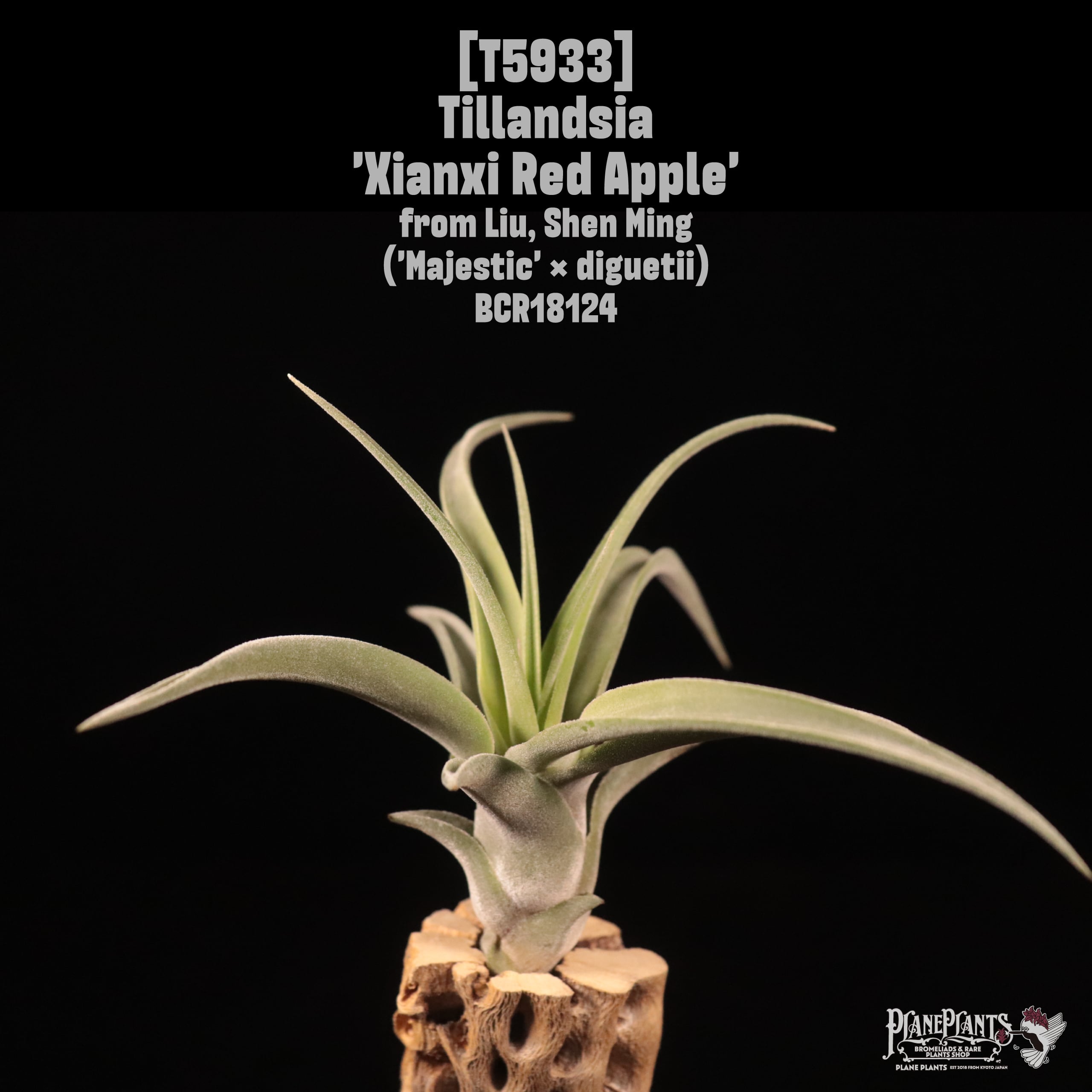 【reserved】Tillandsia 'Xianxi Red Apple'〔エアプランツ〕T5933