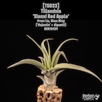 【reserved】Tillandsia 'Xianxi Red Apple'〔エアプランツ〕T5933