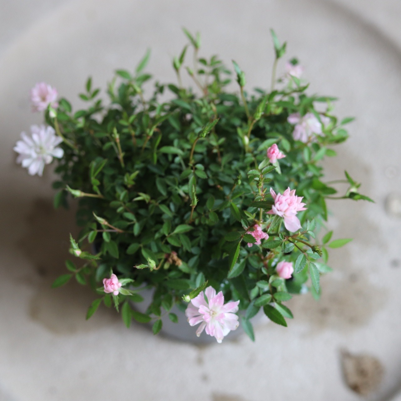 ミニバラ　姫乙女　小さいお花　とげなし　四季咲き　手間がかからないバラ　