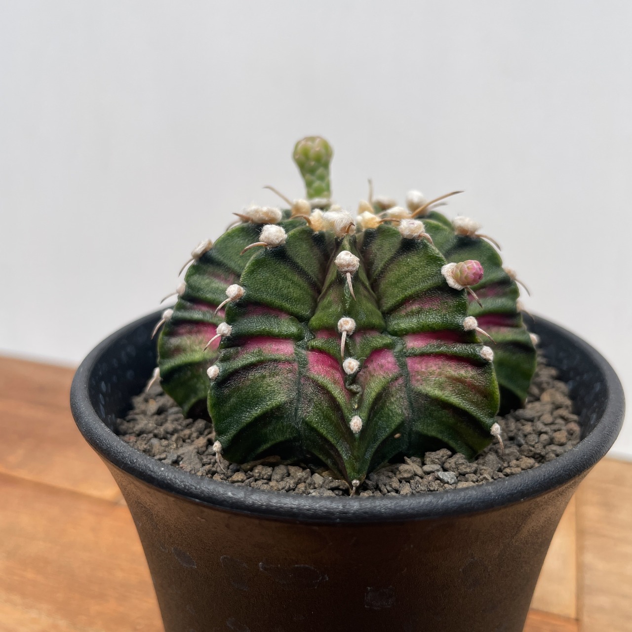 GymnocalyciumLB2178 HYB【ギムノカリキウム・LBハイブリッド】