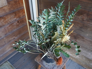 【現物】バンクシア "ブレイクニフォリア"