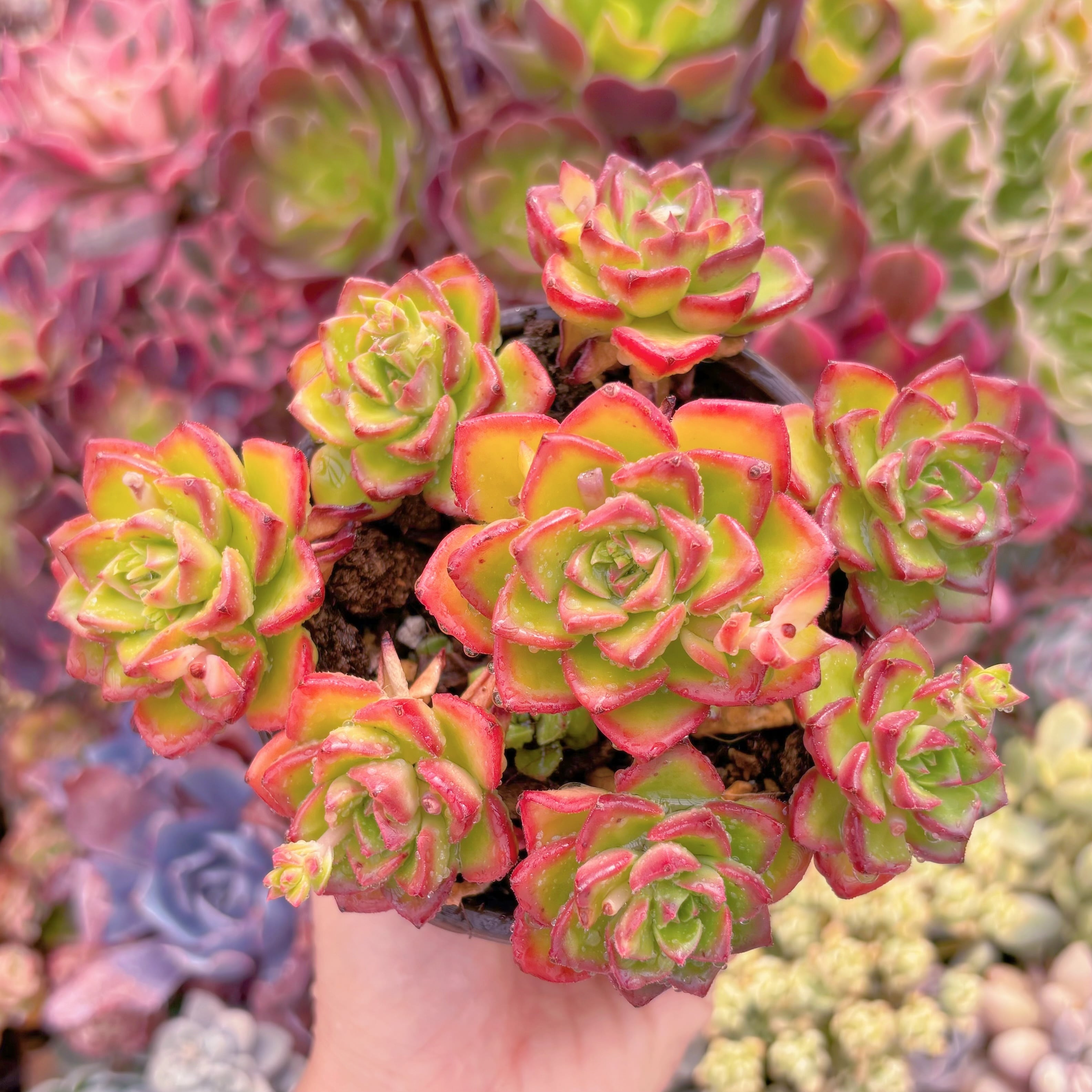 現品　レディジア群生#A63　大群生　るる農園