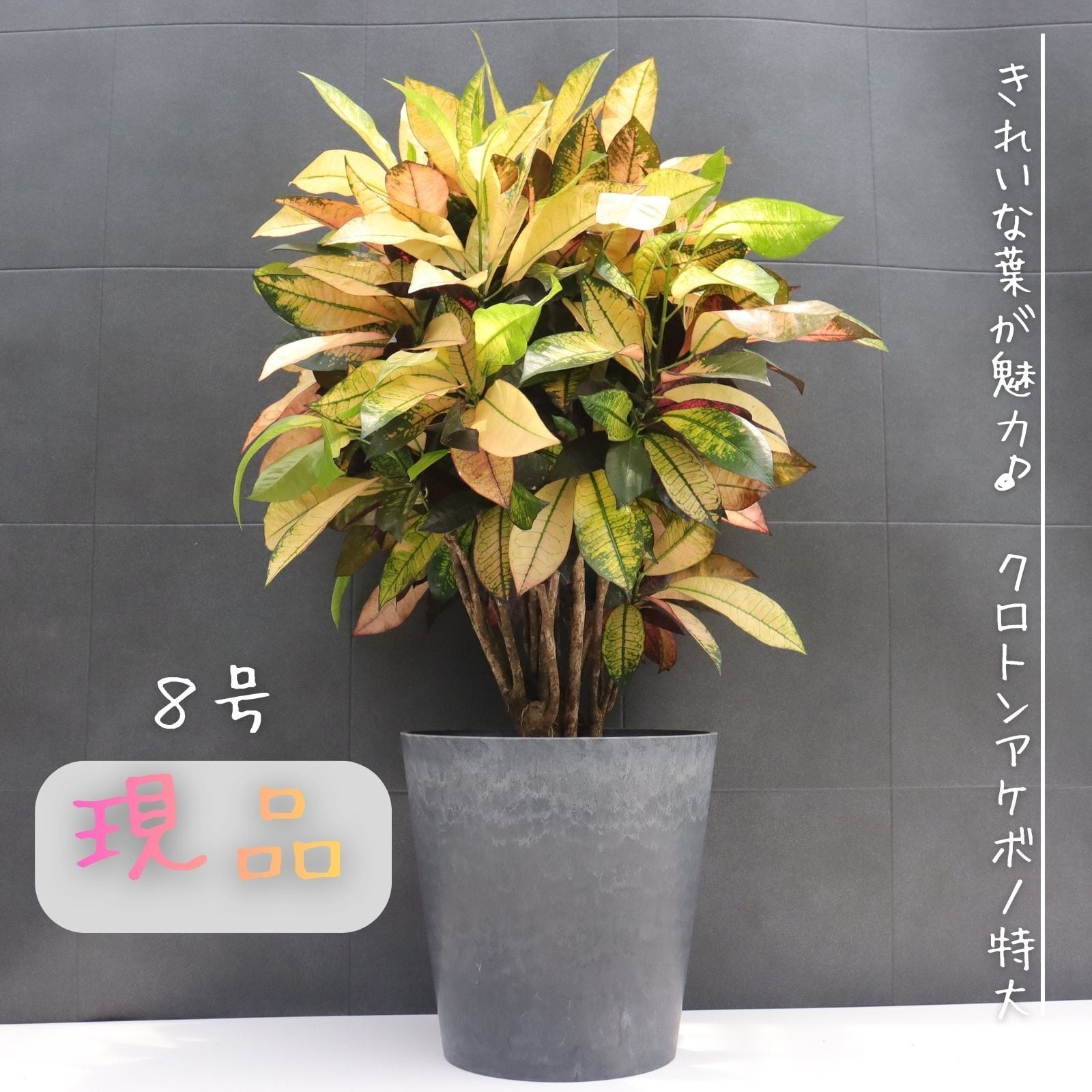 フィロデンドロン ジャイアントザナドゥ 観葉植物 8号 観葉植物 綺麗