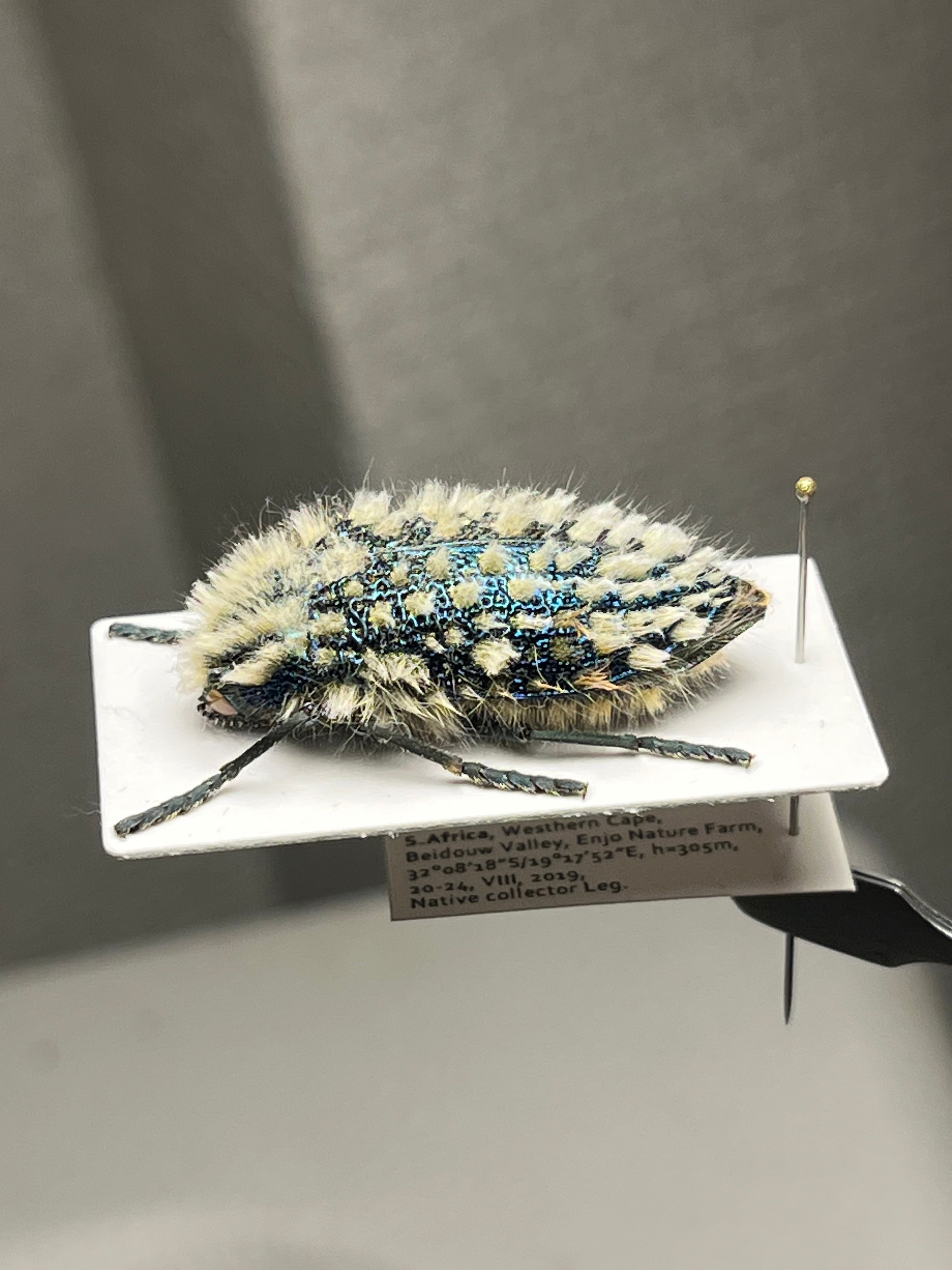 剛毛】ムラサキケブカフトタマムシ スハンダエ プラチナコガネ