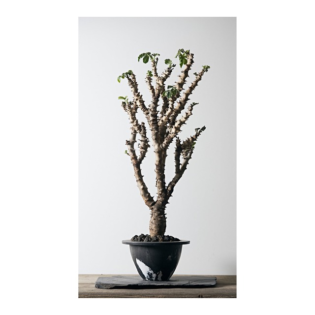 ヤトロファフィッシスピナ jatropha fissispina