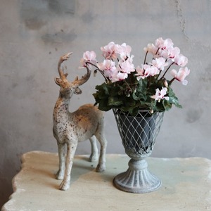 シクラメン　スクリュースター　ホワイト　届いてすぐ玄関に飾れる シクラメン