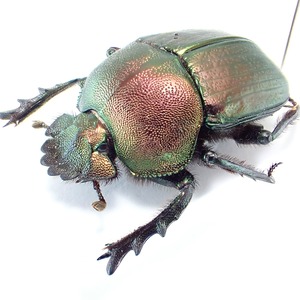 ケニア産 Kheper festivus 1ex 31mm 赤緑