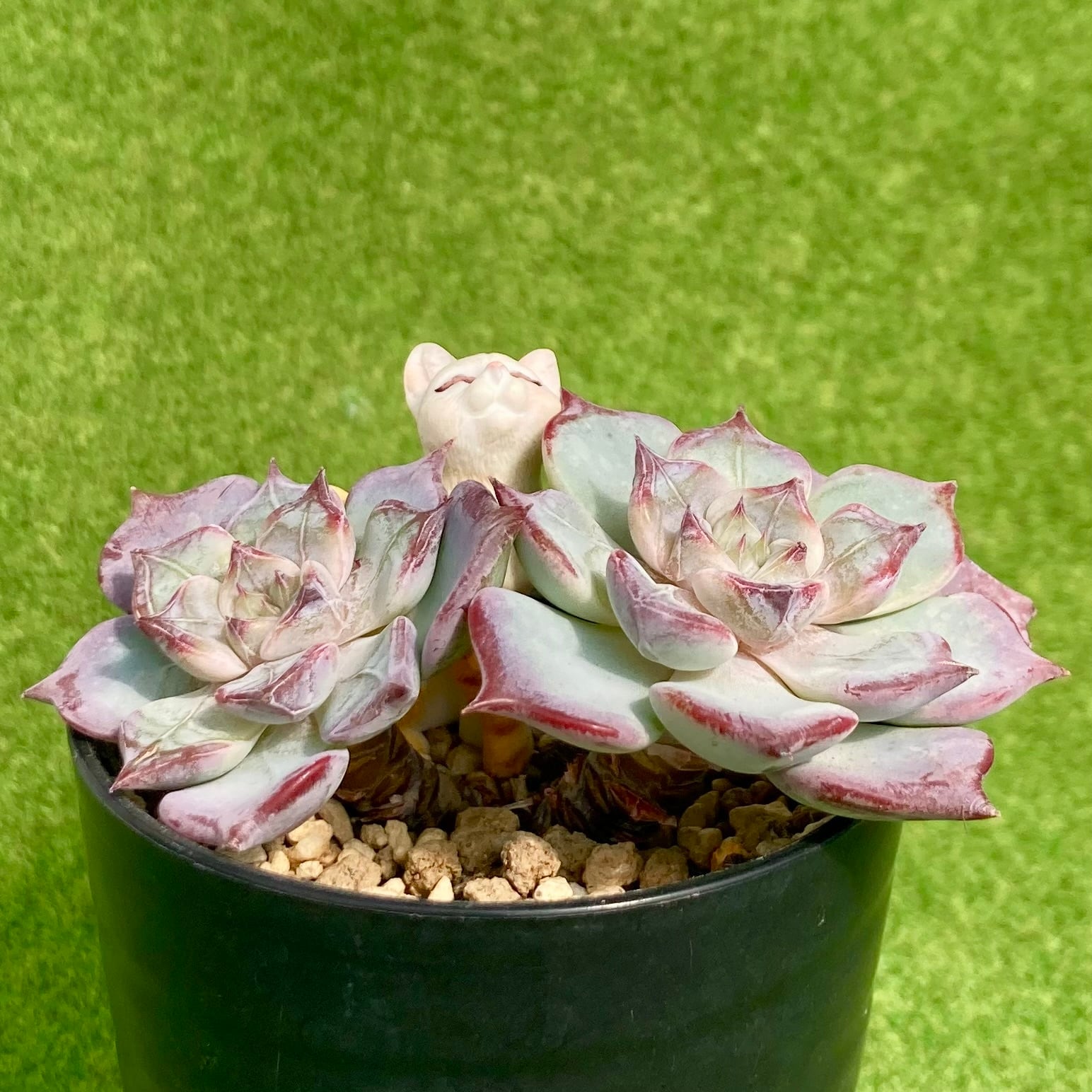 フェアリークイーン 双頭 | 多肉植物 豆彦商店