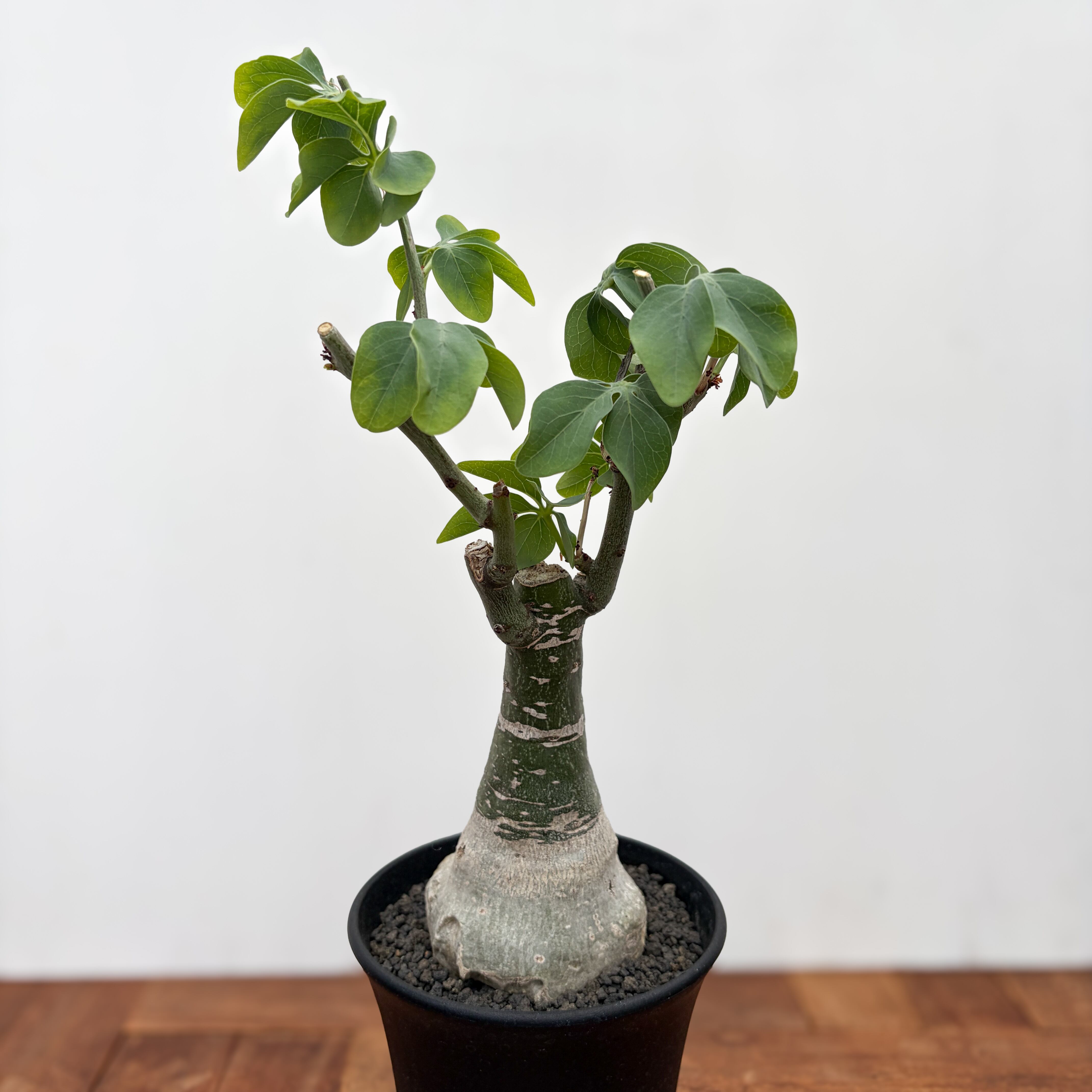 Bursera microphilla【ブルセラ・ミクロフィラ・実生】 | RIMO'S GREEN